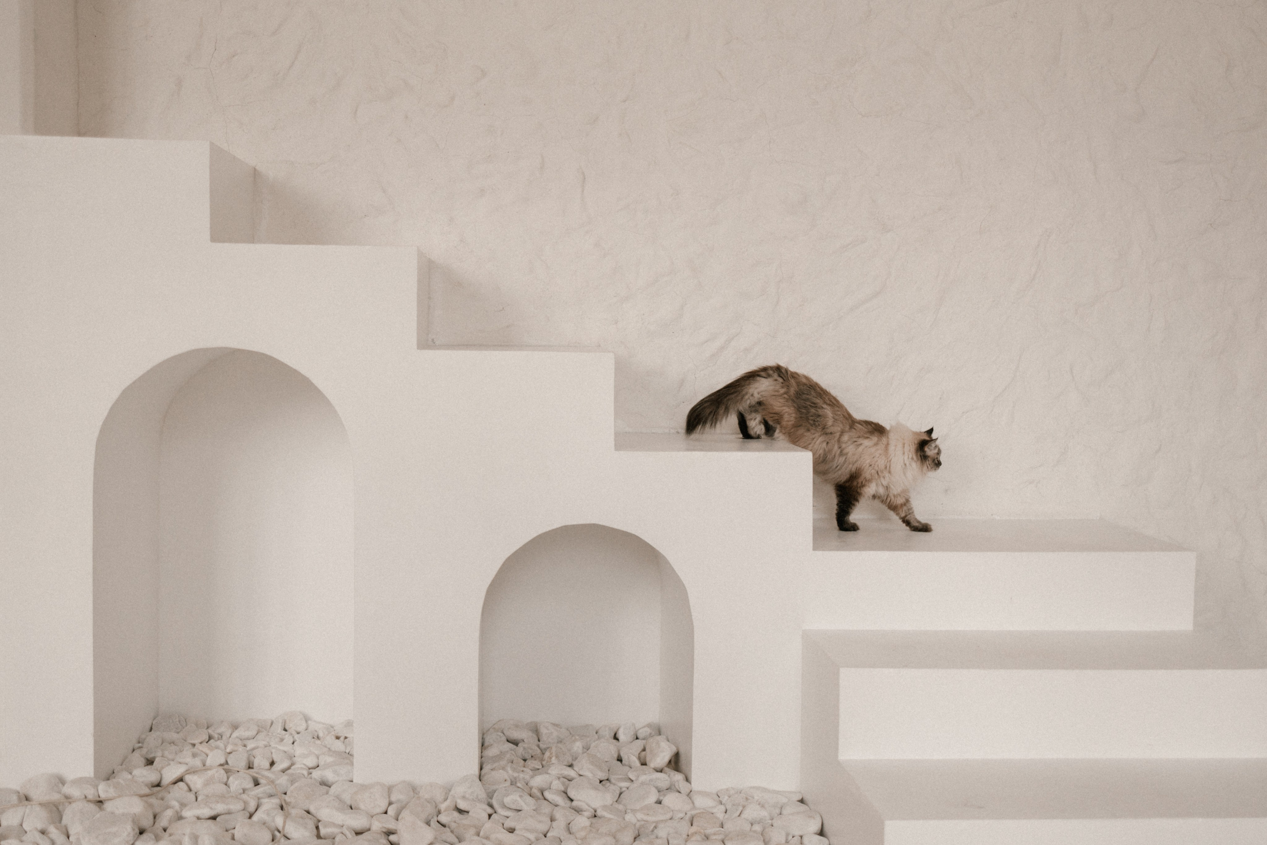 Камилла и ее девочки. Фотограф — Анималист | Санкт-Петербург