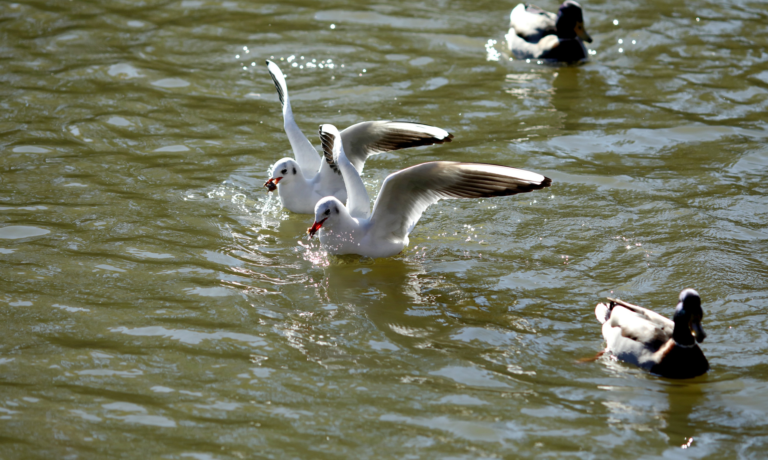 Птицы и животные южного региона. Фото-художник и Репортажный фотограф Николаев Александр Алексеевич