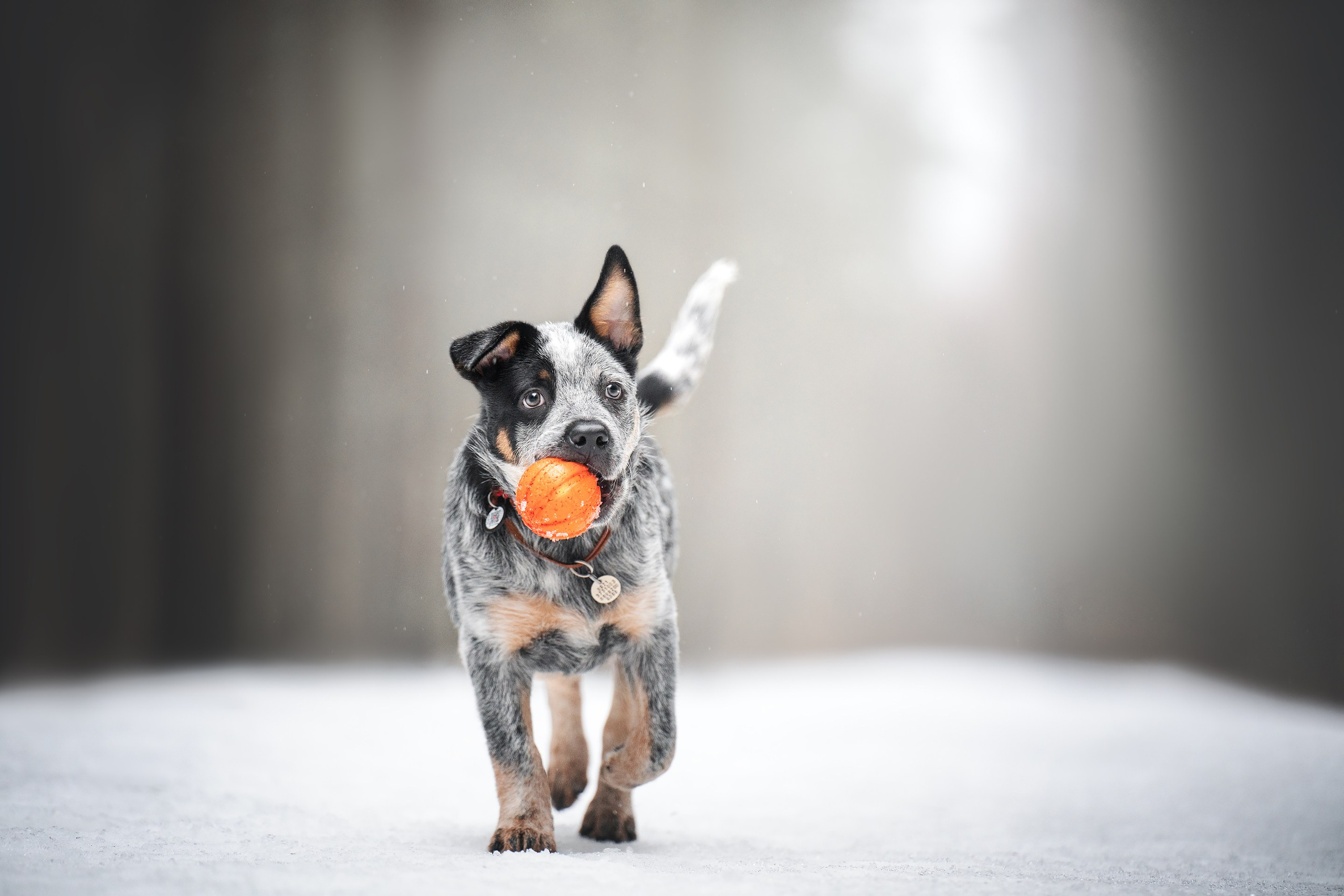 Рокки. Фотограф анималист Осипчикова Мария