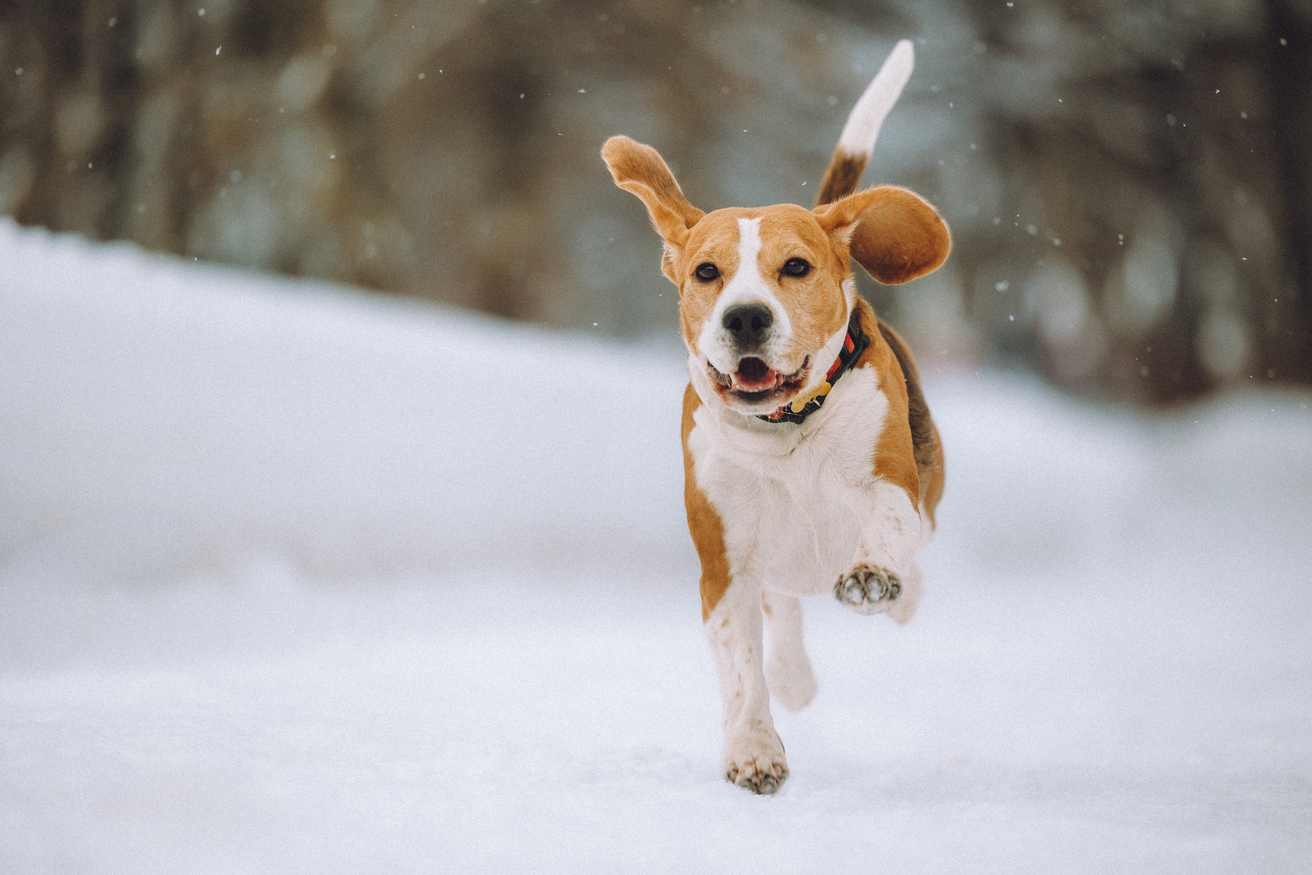 Роман, Портер и Коррес