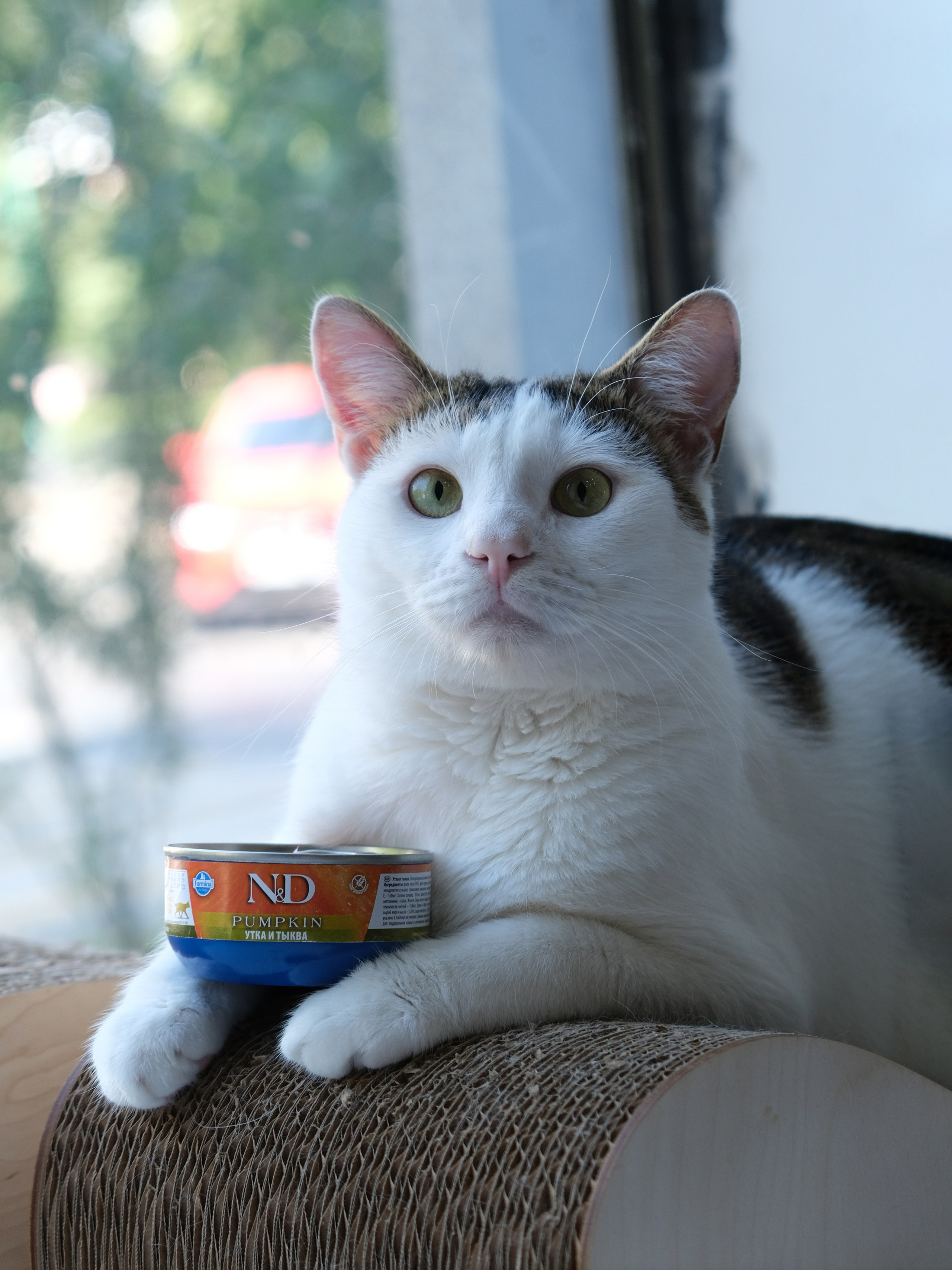 Farmina Pet Fods. Anna Prokhorova Photography