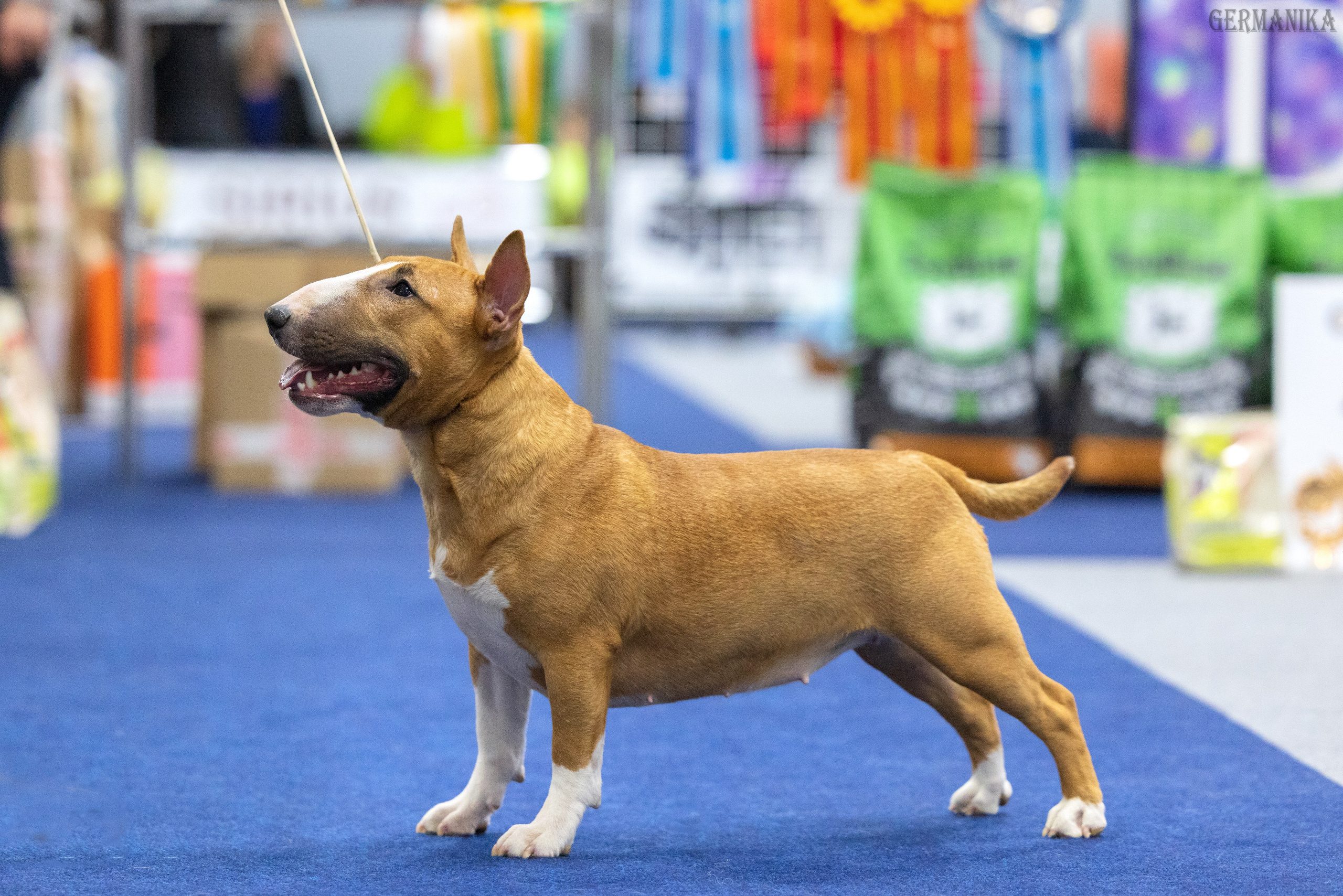 Сфера 28.01. и 4.02.2024. Фотограф-анималист Юлия Германика