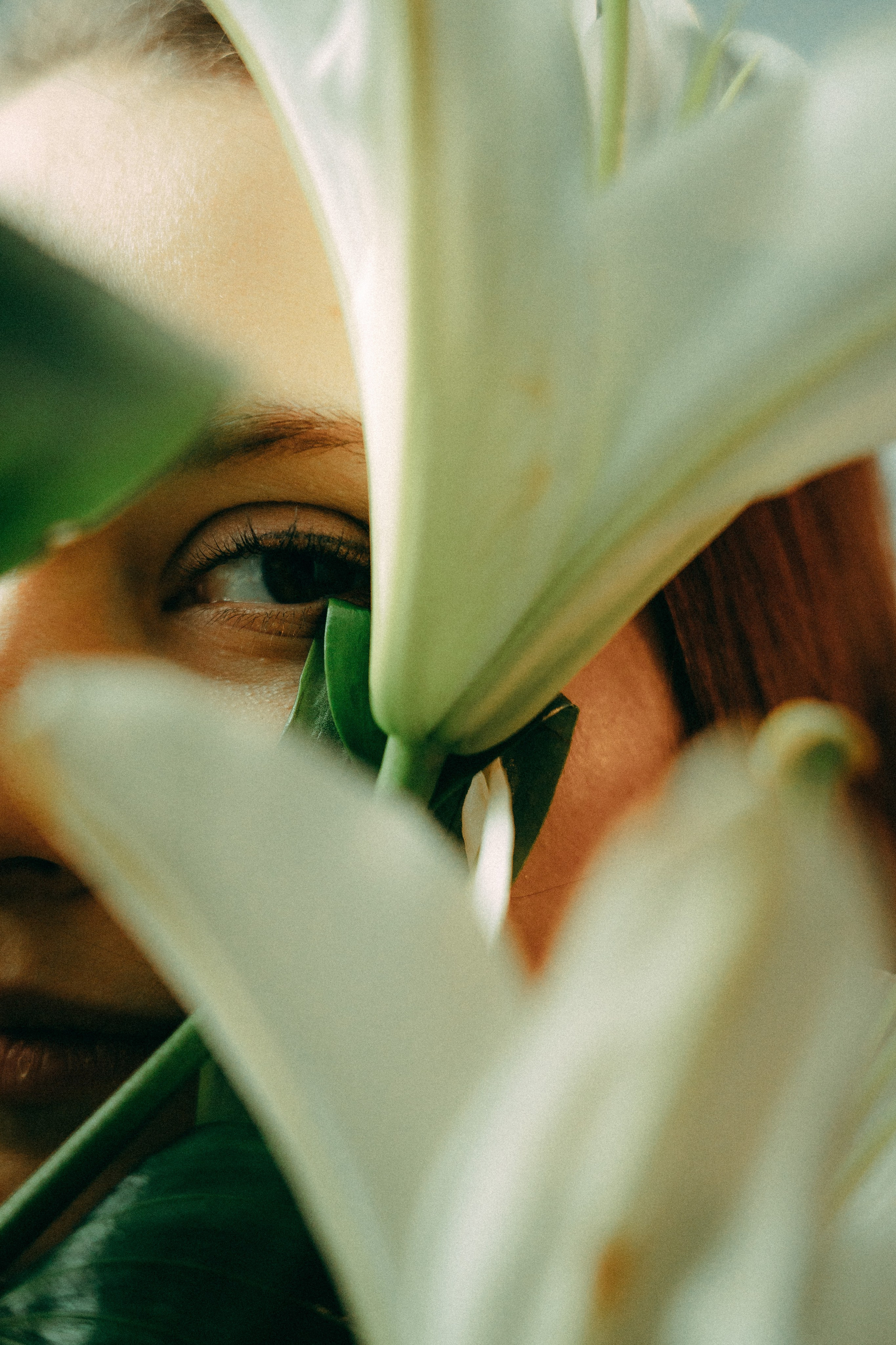 Лилии. Фотограф Москва