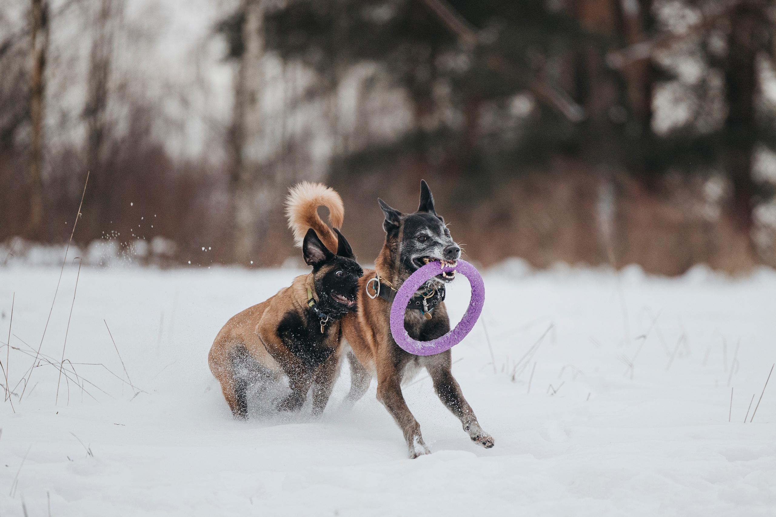 Даша, Омен, Айс и Рицу. Фотограф-анималист Анна Маринич