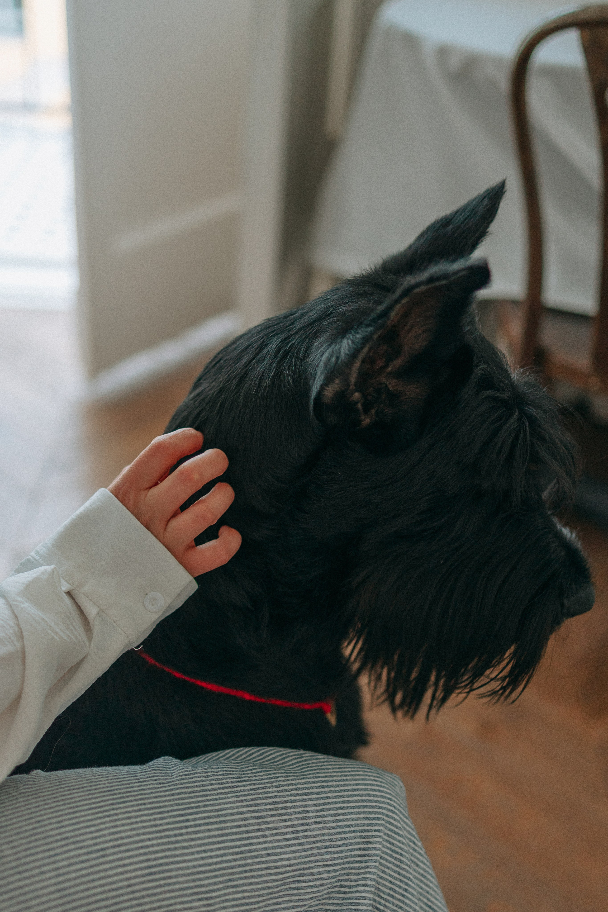 Умбра и Даша. Фотограф анималист Анастасия Пикей