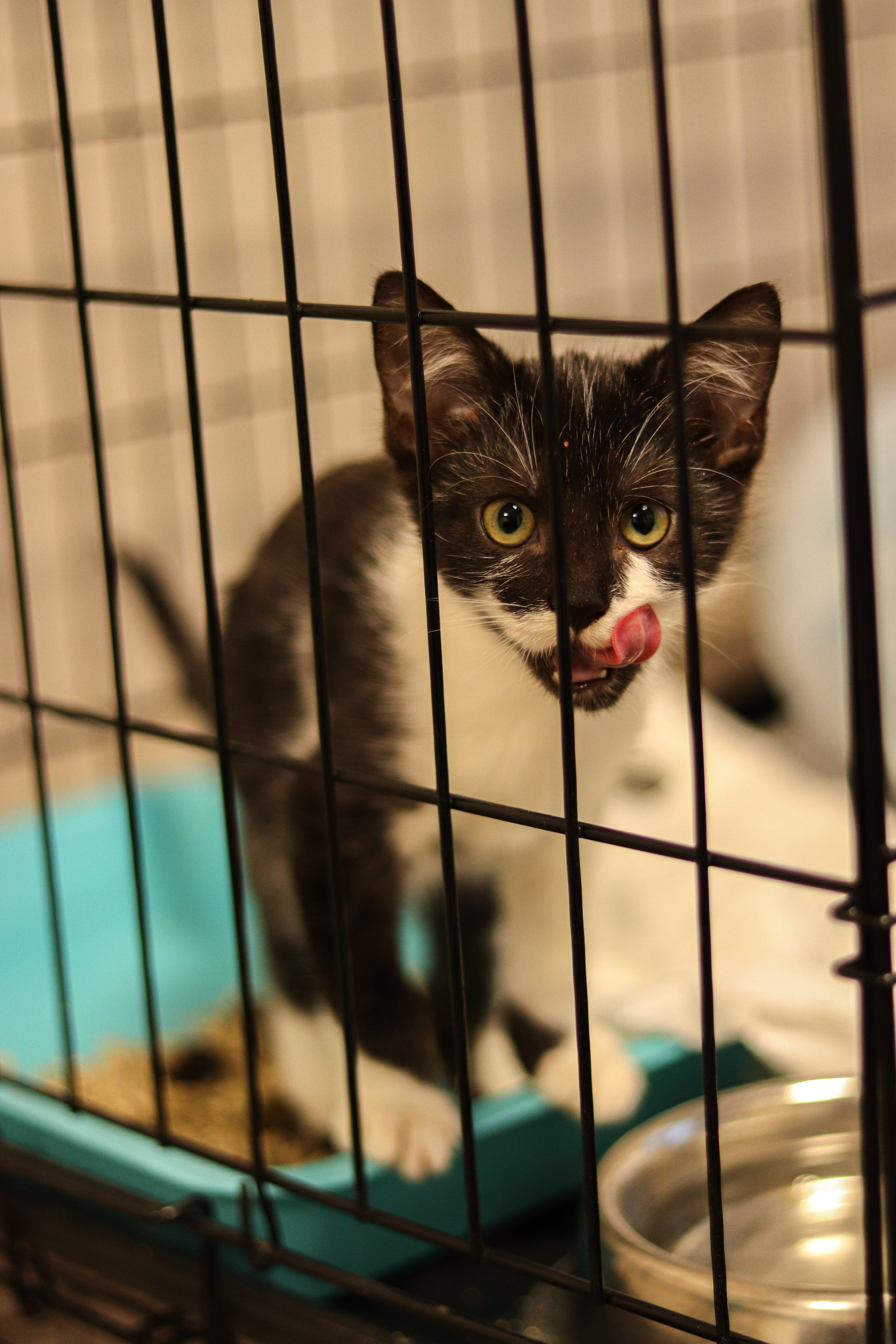 Петербургский дом кота (27 июня 2024). Ивентный фотограф в Санкт-Петербурге Олег Комков