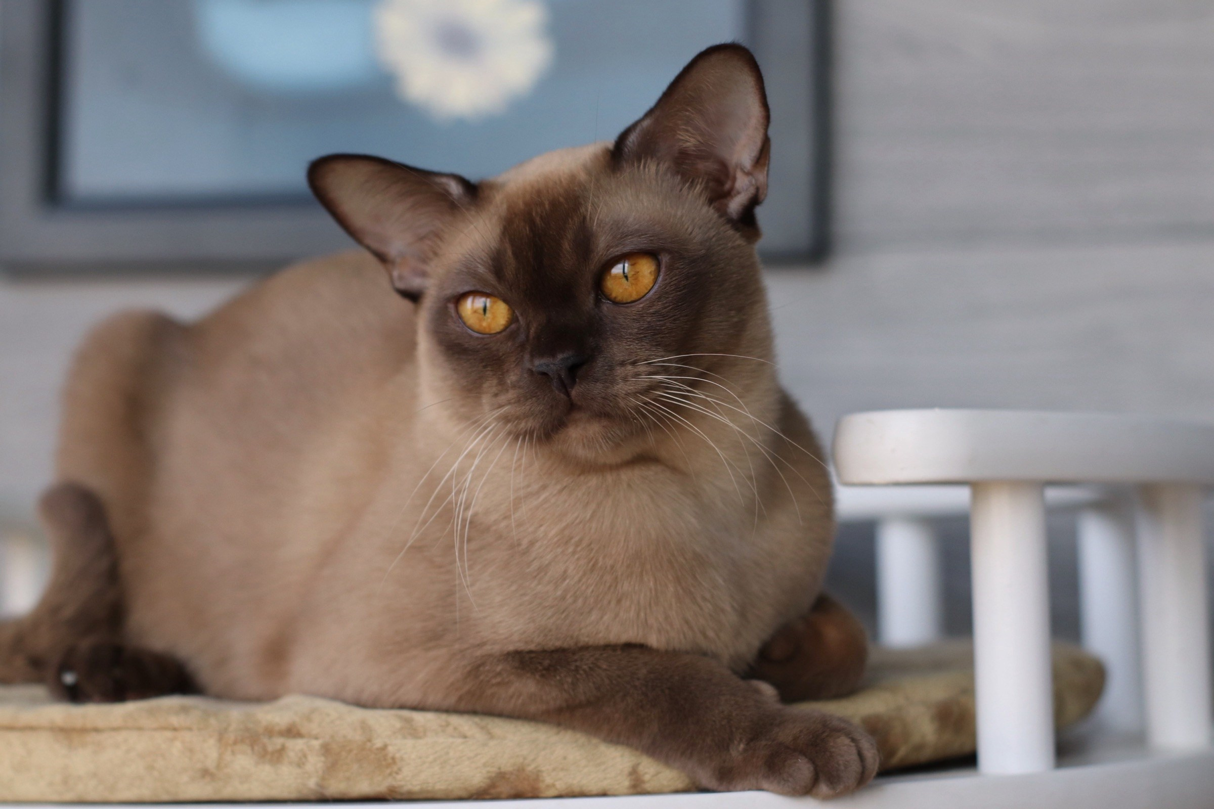 Daughter Sekhmet Blumarin 