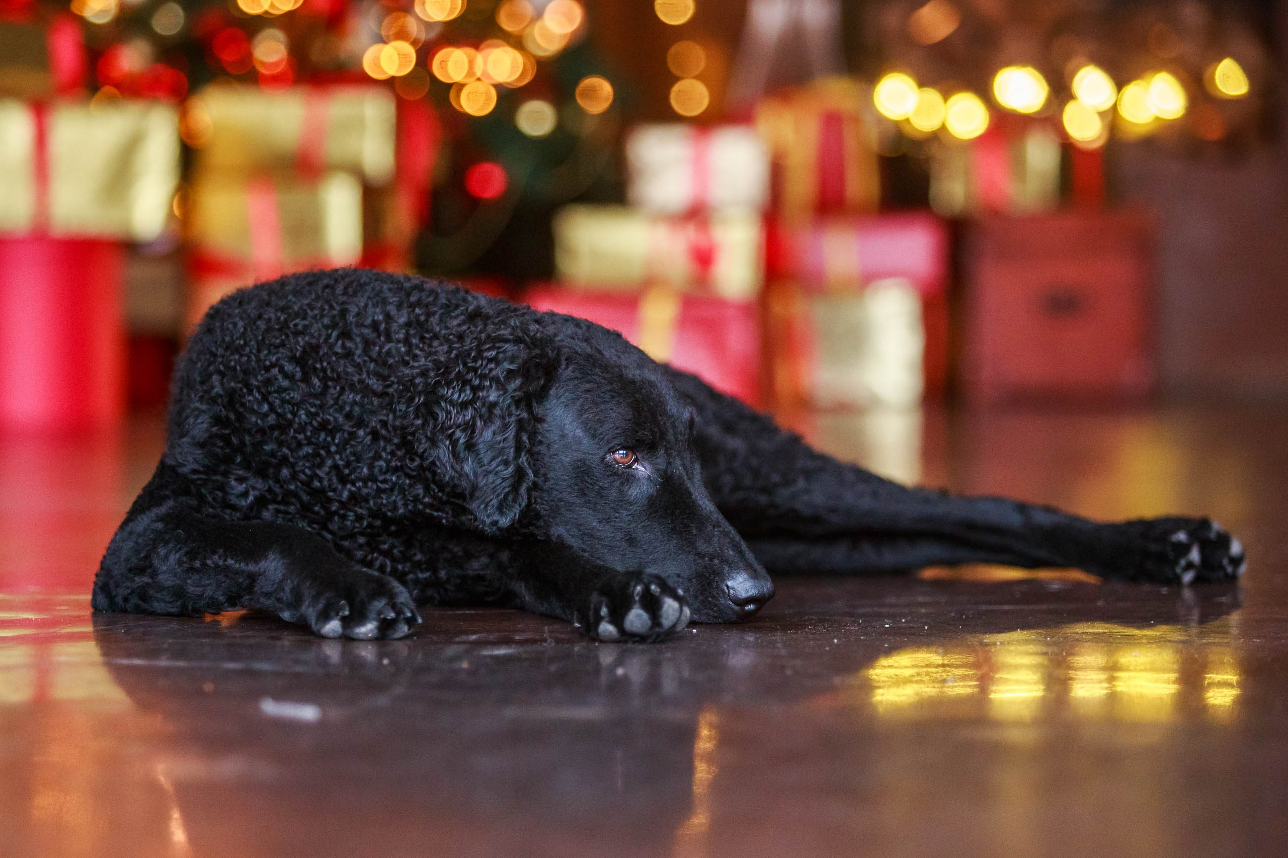 Лабрадор ретривер и курчавошерстный ретривер фотосессия на Новый год в фотостудии. Семейный и детский фотограф в Москве Мария Быкова