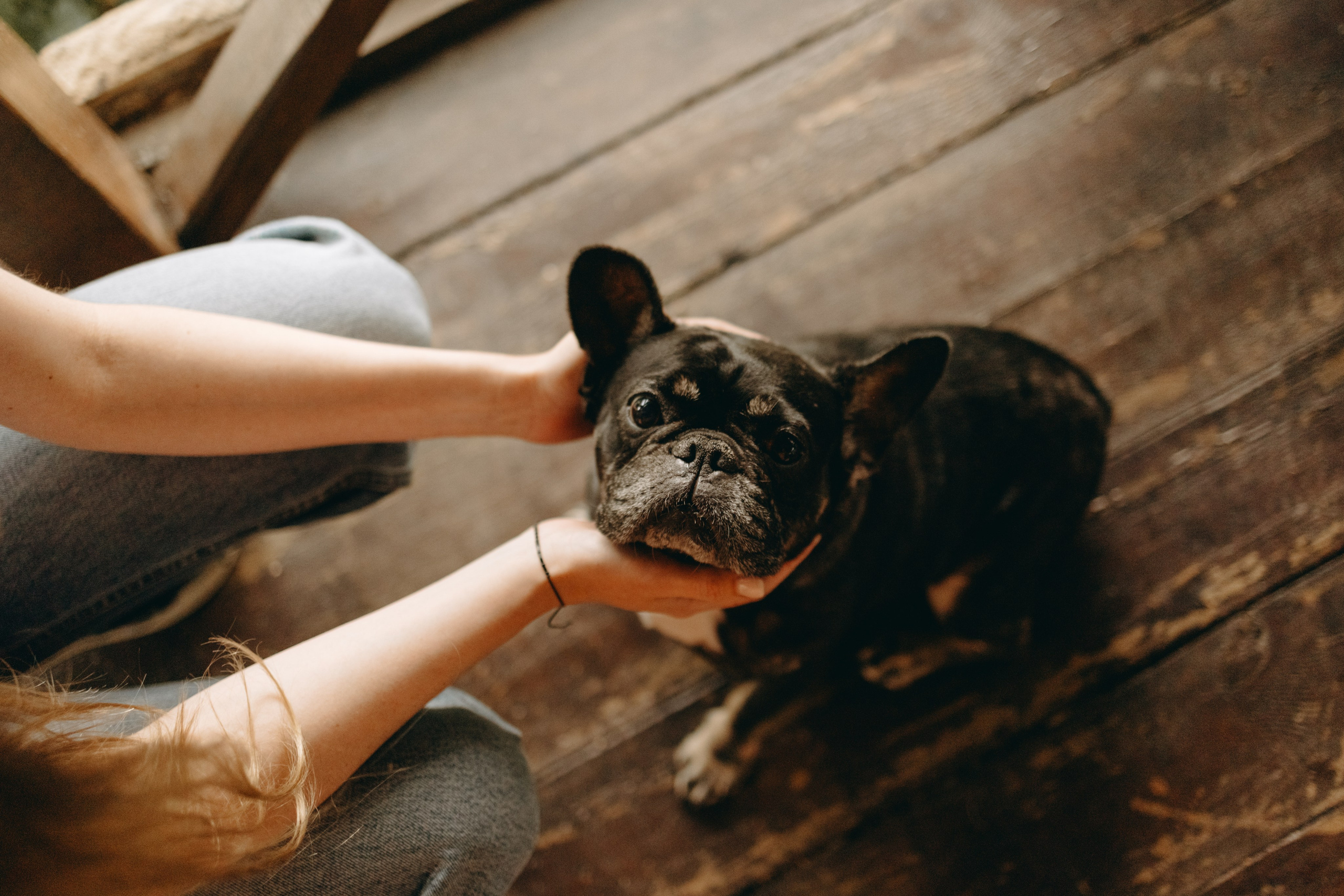 Софа и ее хвостики. Фотограф — Анималист | Санкт-Петербург