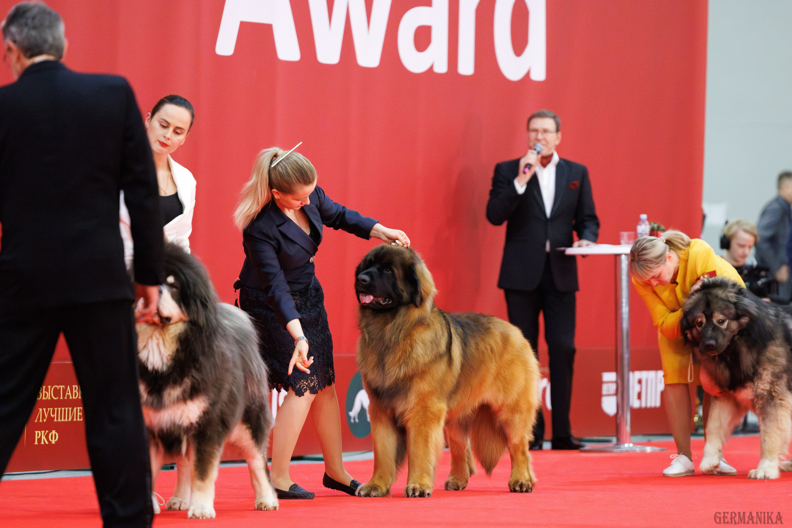 Лучшие Собаки России 17-18.02.2024. Фотограф-анималист Юлия Германика