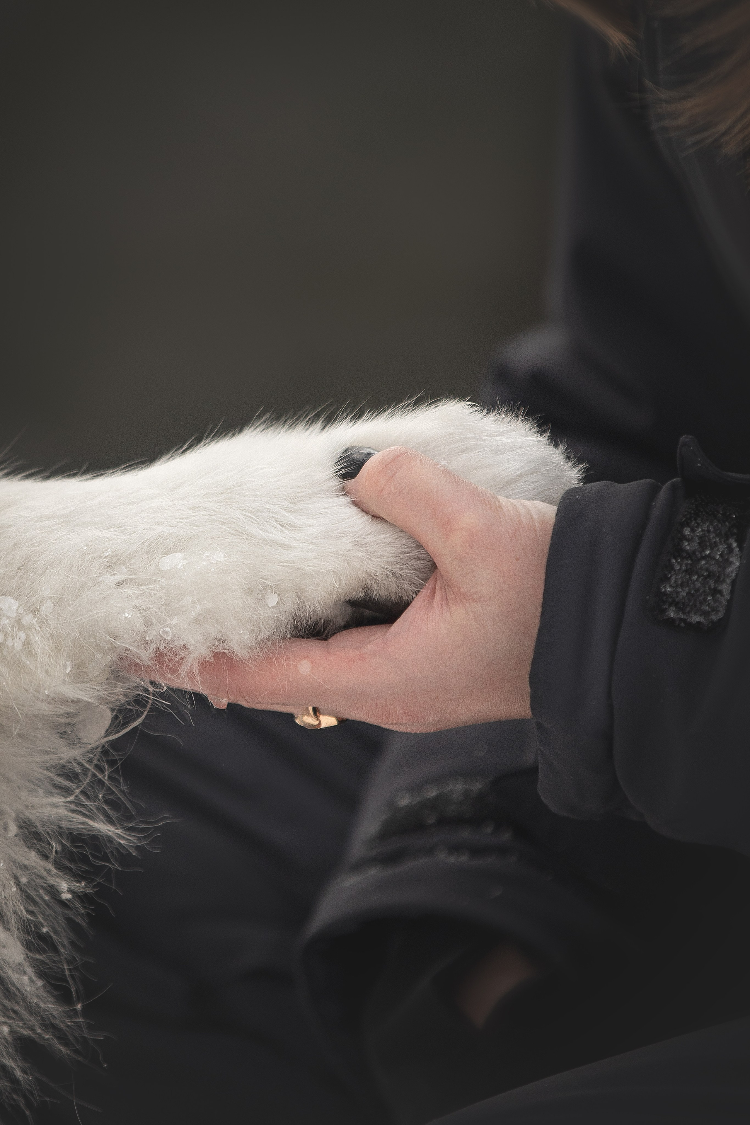 Дмитрий, Наталья и Панти. Фотограф анималист в Москве Майорова Евгения