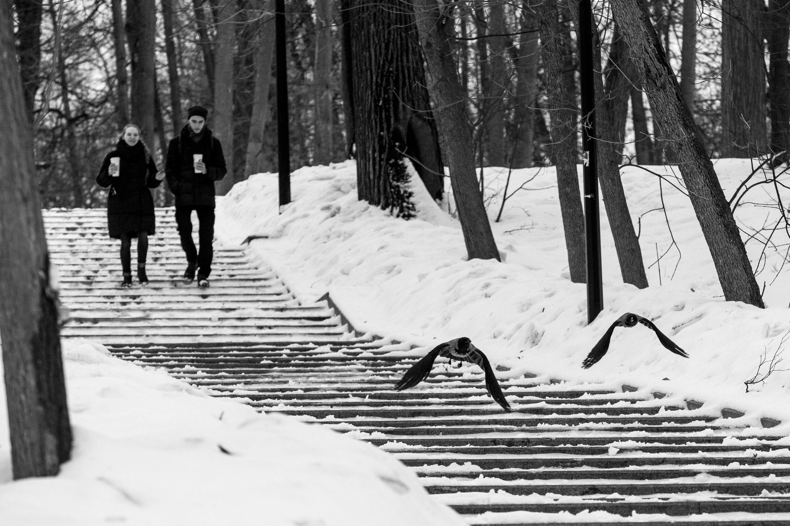 Зим, парк, вороны, люди