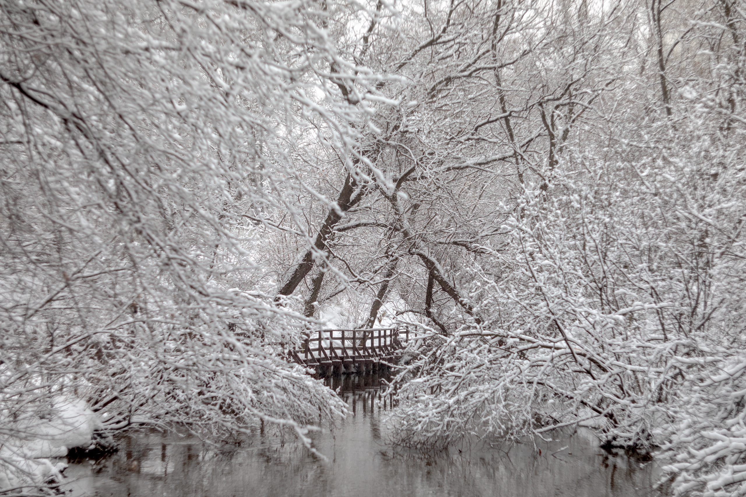 Зима, парк, сквер по Олонецкому проезду, Москва