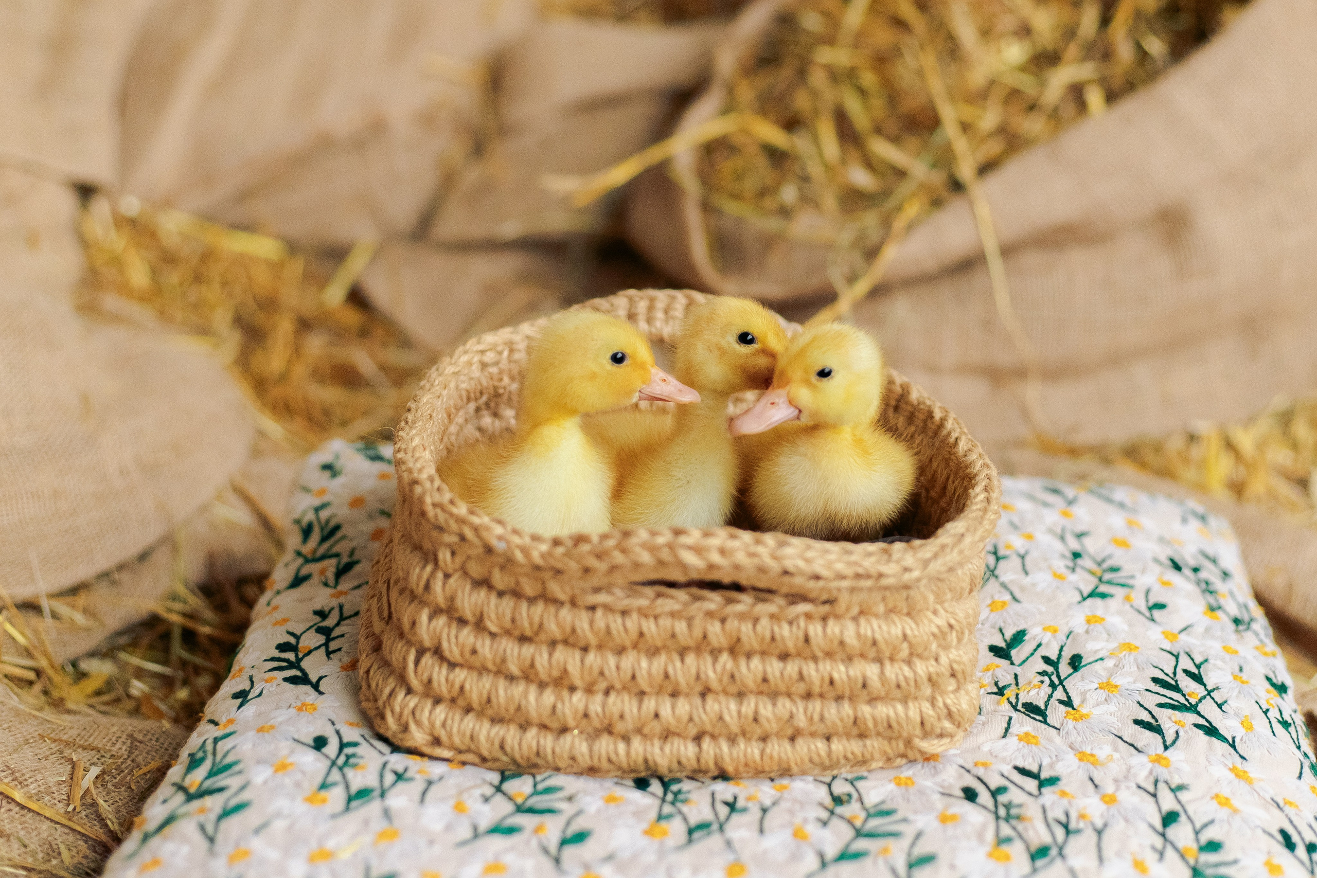 Пасхальная фотосессия с утятами в студии. Семейный фотограф Анна Скворцова