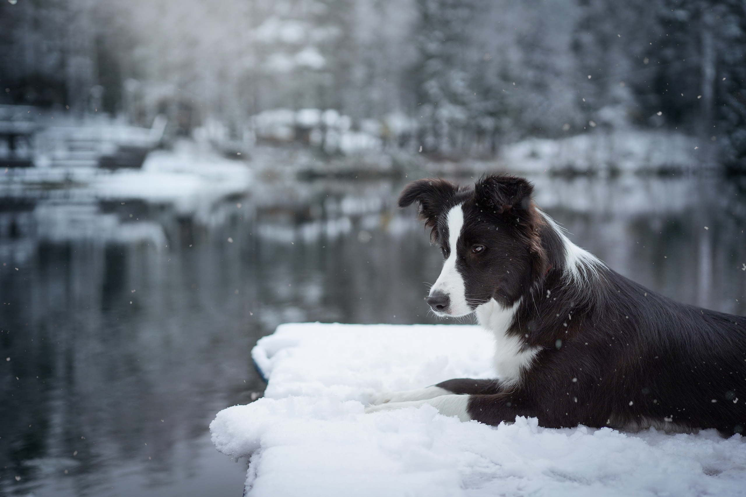 Юлия и Груша. Фотограф-анималист в Санкт-Петербурге Яна Мартынова