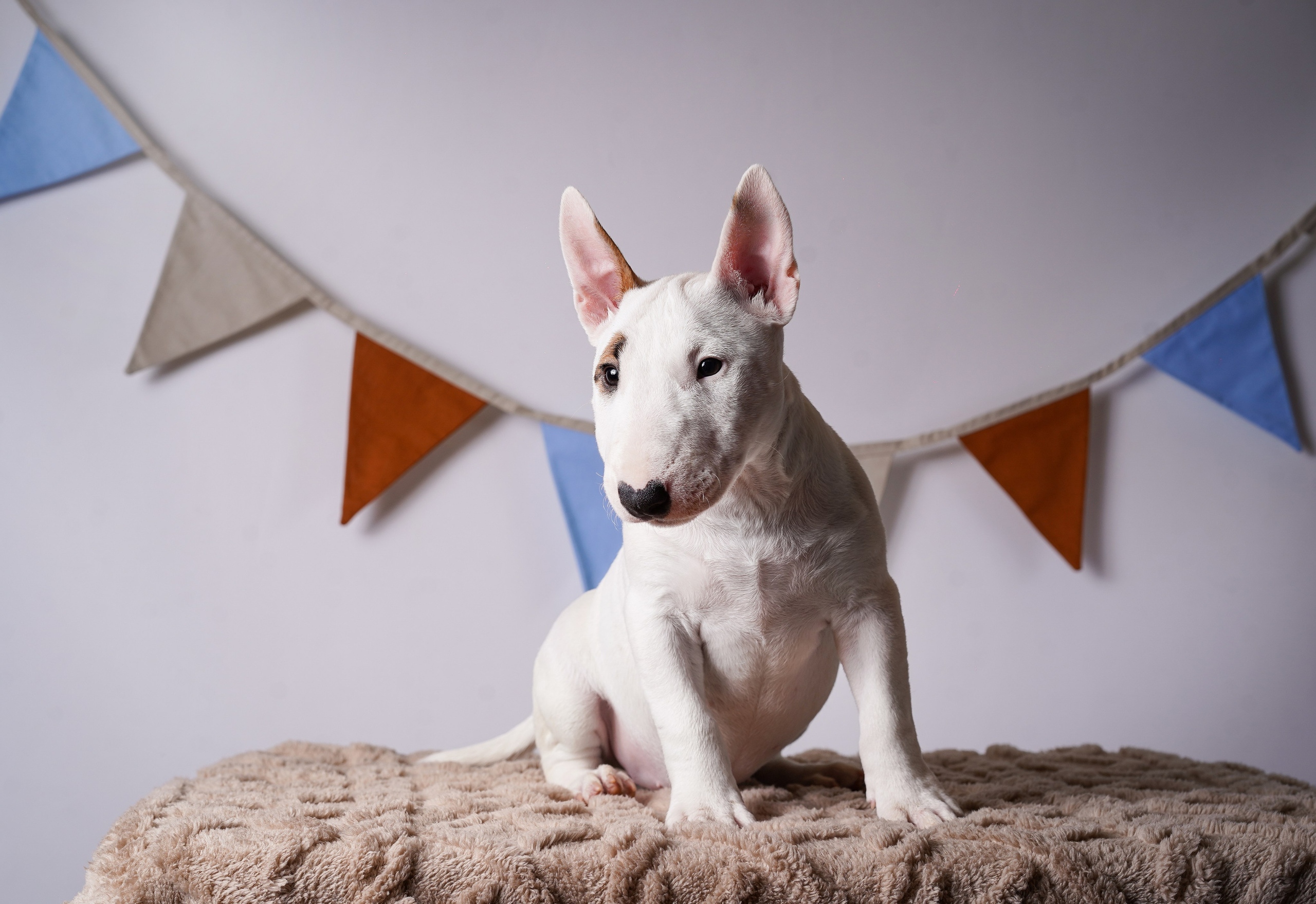 Щенки минибультерьера. Фотограф-анималист в Санкт-Петербурге Яна Мартынова