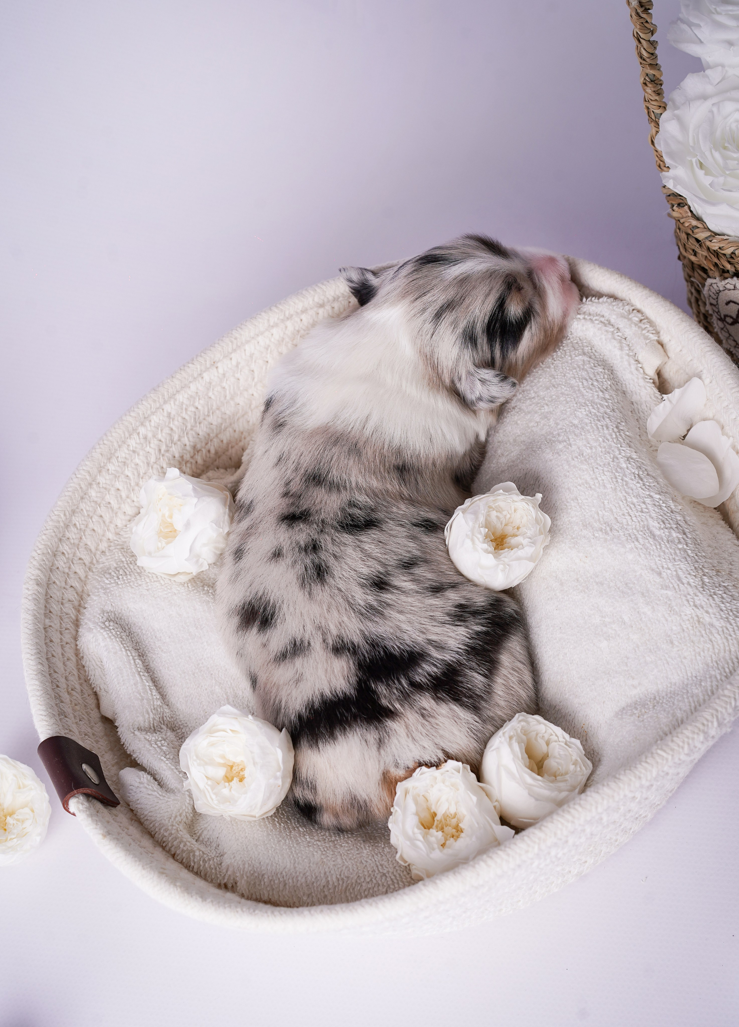 Щенки австралийской овчарки. Фотограф-анималист в Санкт-Петербурге Яна Мартынова