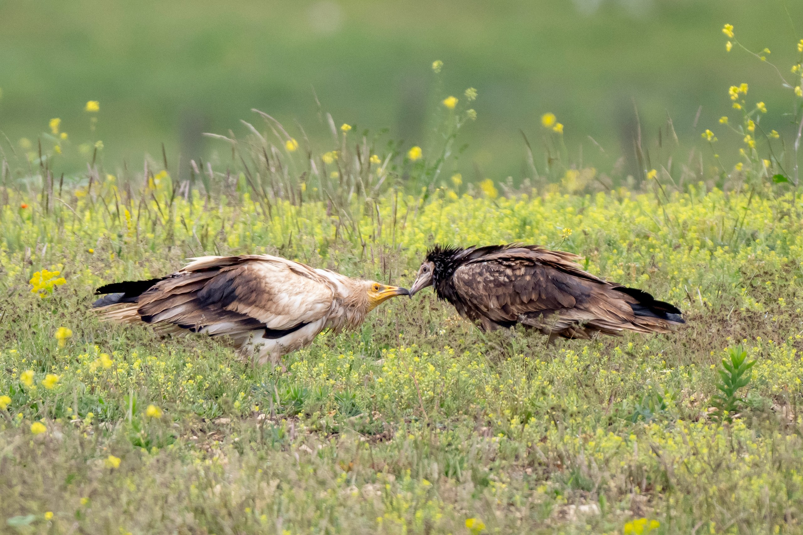 Пейзажный фотограф, Фотографии дикой природы. Foto-Zuev фотография как искусство