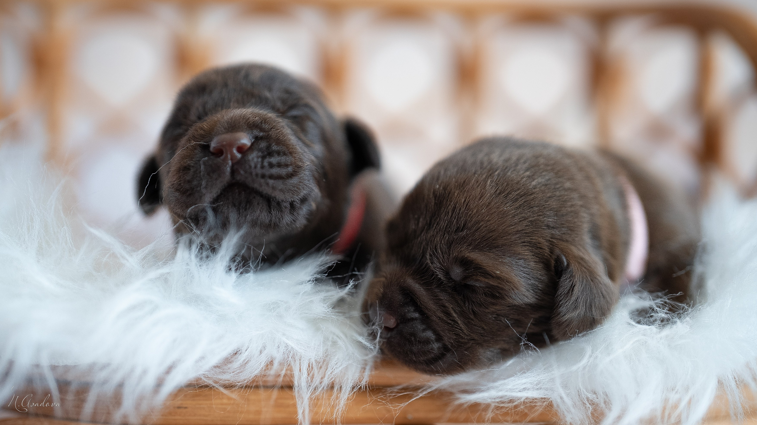 Новорожденные лабрадоры. Фотограф-анималист Асадова