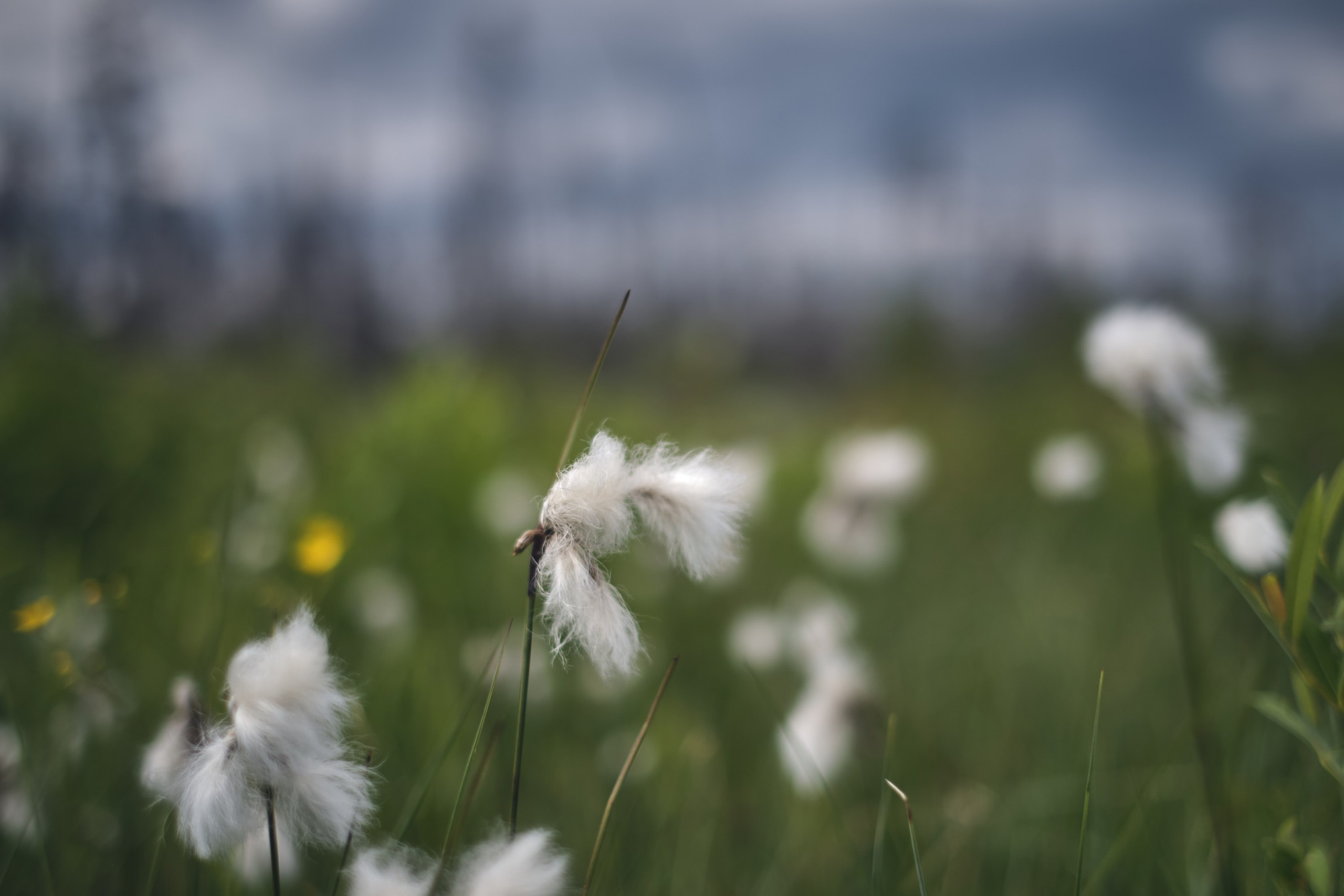 Русский север: путешествие по Карелии, Архангельской и Вологодской областям