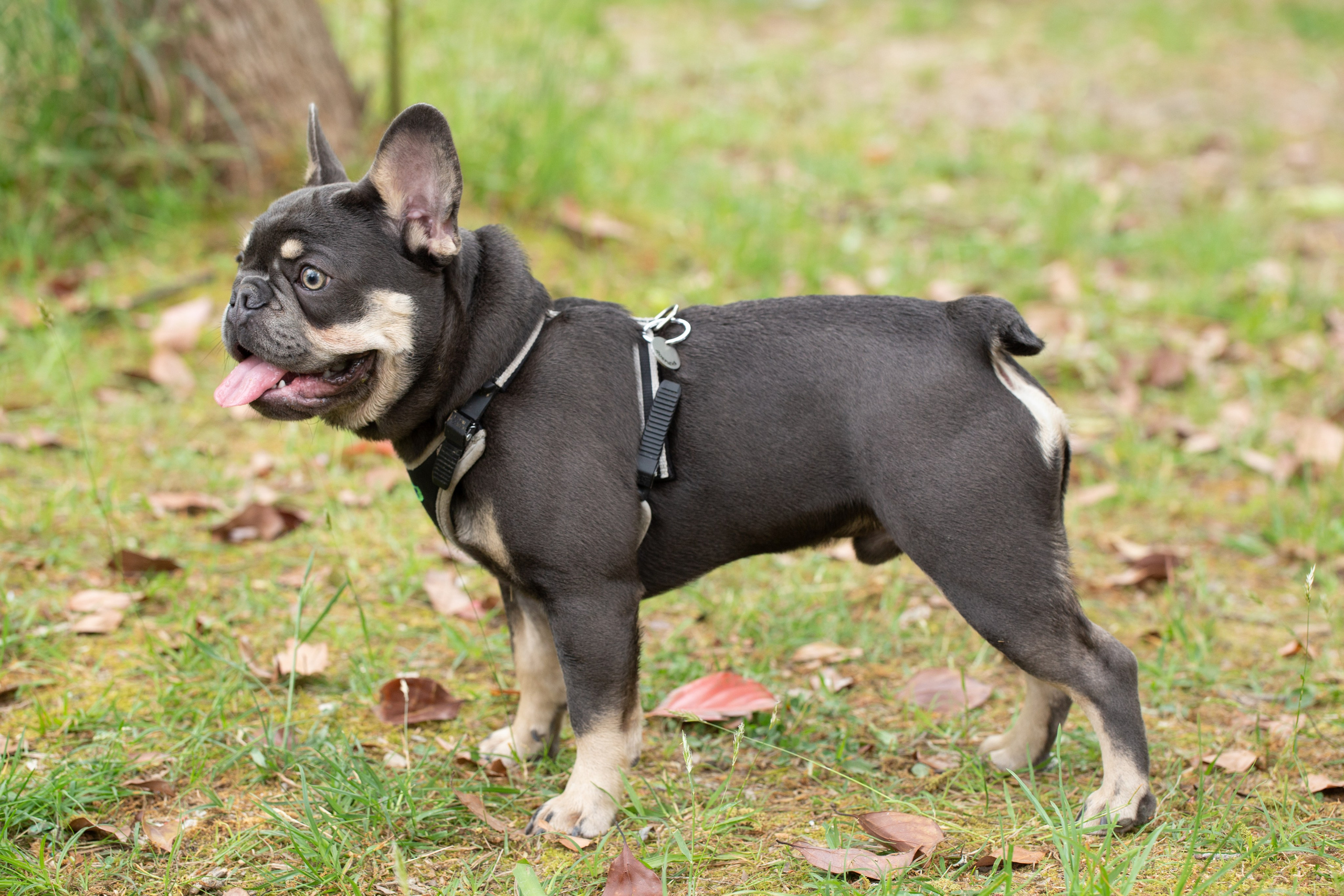 Репортажная съемка французских бульдогов в сочинском парке Ривьера, фотографии на природе, хозяева и их питомцы. Предметный и фудфотограф в Сочи Дарина Погодаева