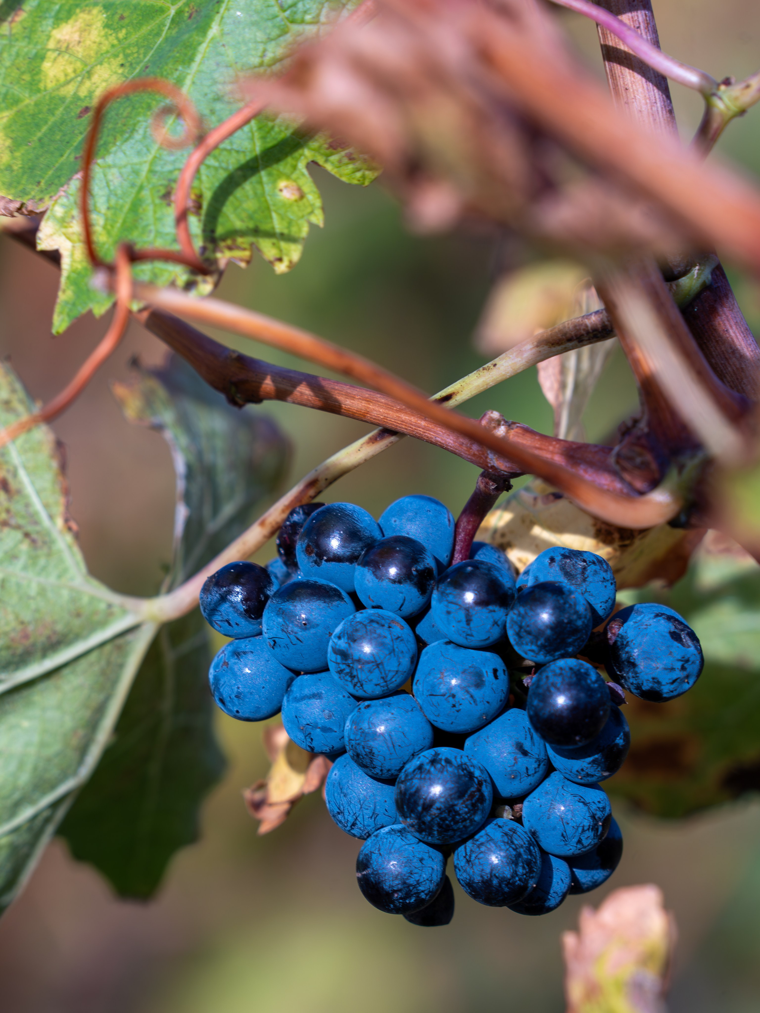 Литературная мастерская с Ольгой Шутовой в «Винотеррии». Репортажный фотограф в Красной Поляне и Сочи Павлюченко Екатерина