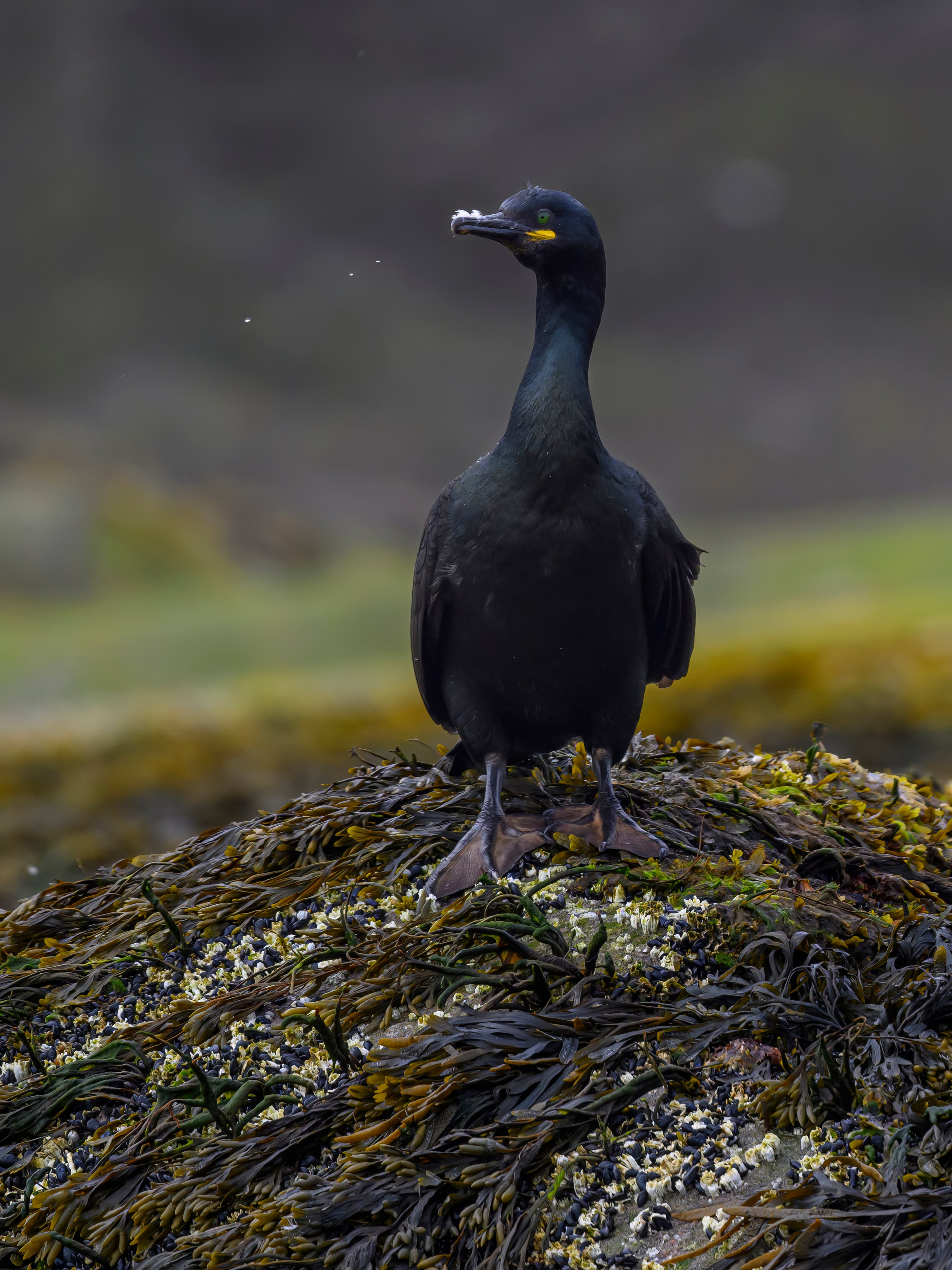 Мурманская область. Июнь 2024. Фотограф Сергей Пупонин