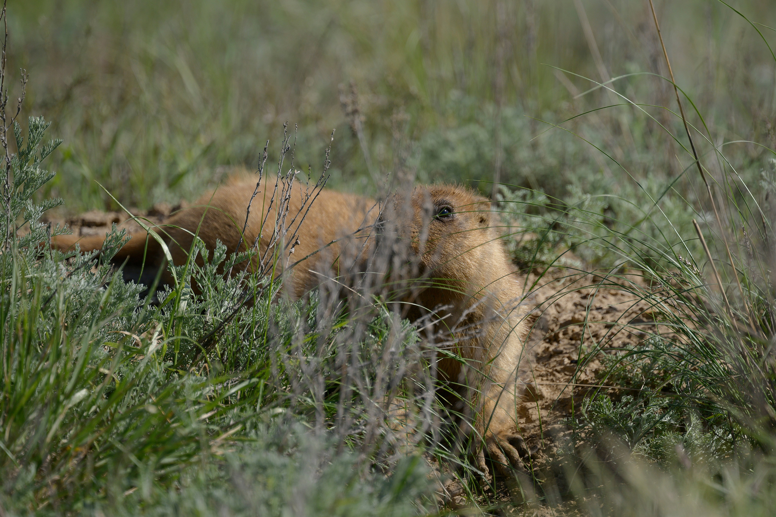 Оренбуржье. Портретный фотограф в Челябинске Катерина Руди