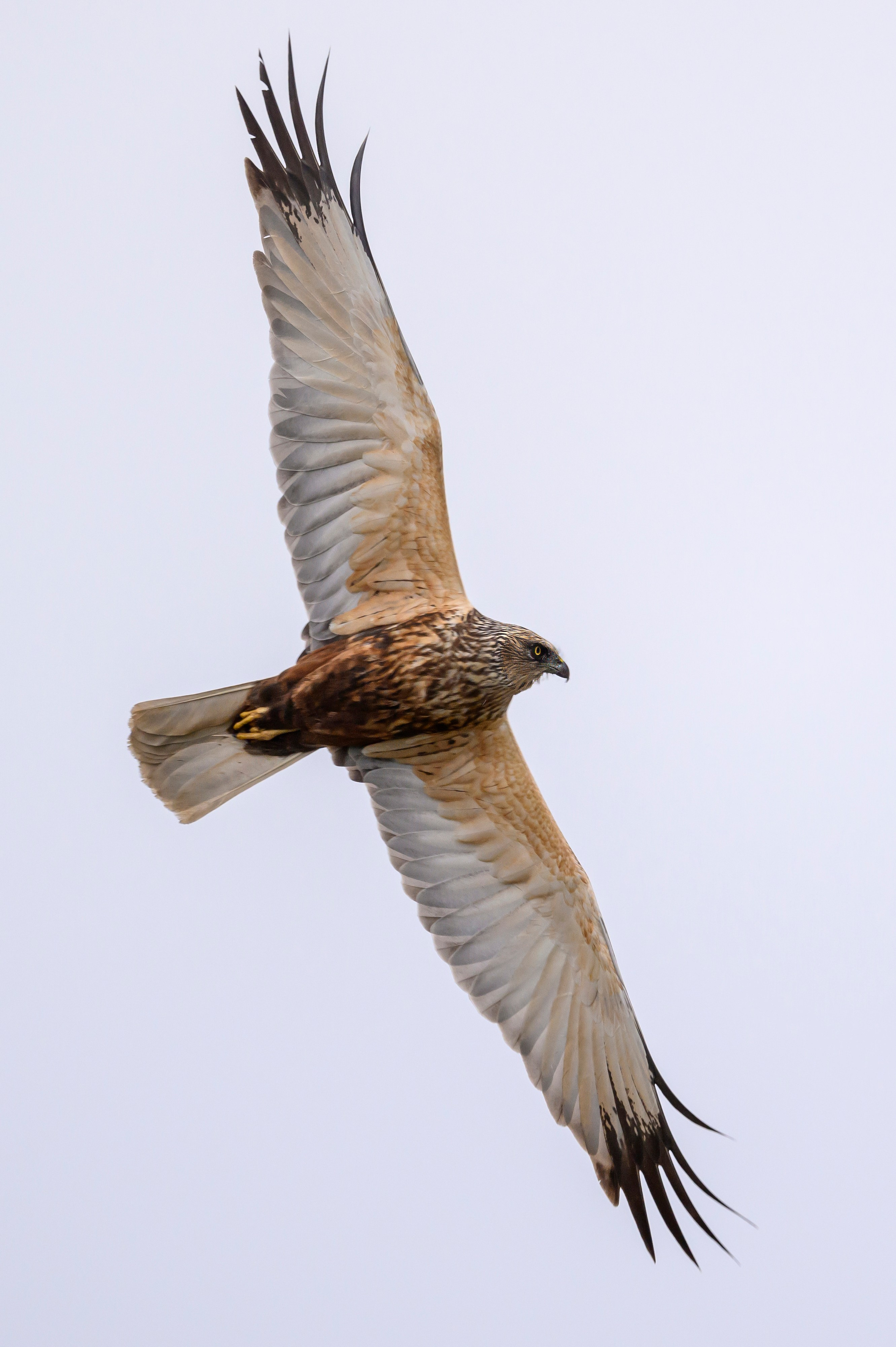 После снегопада. Wildlife photography by Sergey Puponin