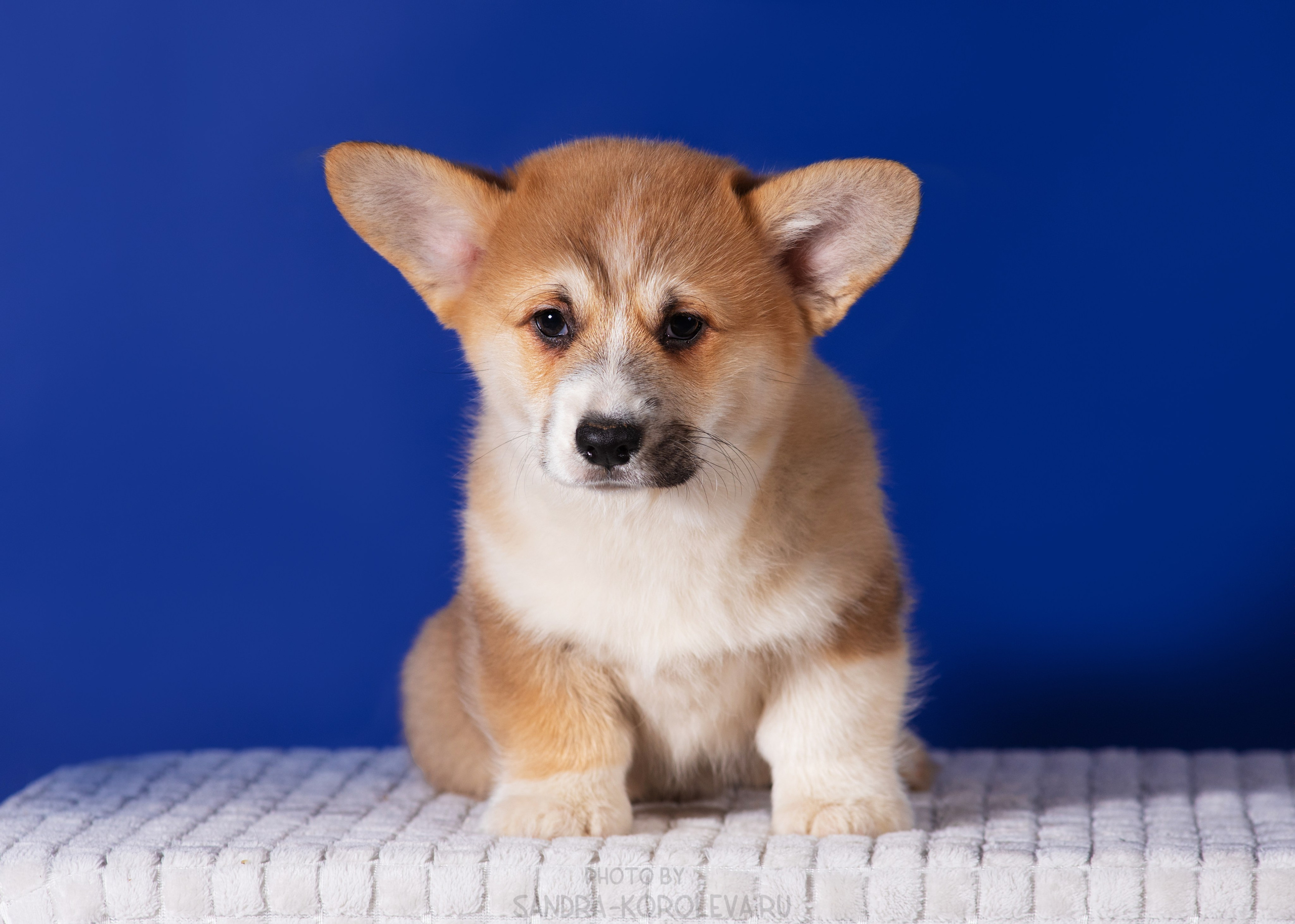 Милые щеночки. Дог-фотограф в Тюмени Александра Королева