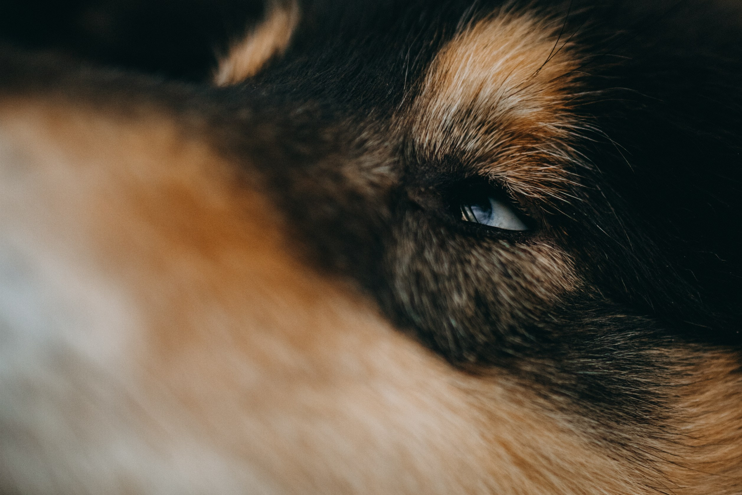 Ия и Барт. Фотограф — Анималист | Санкт-Петербург