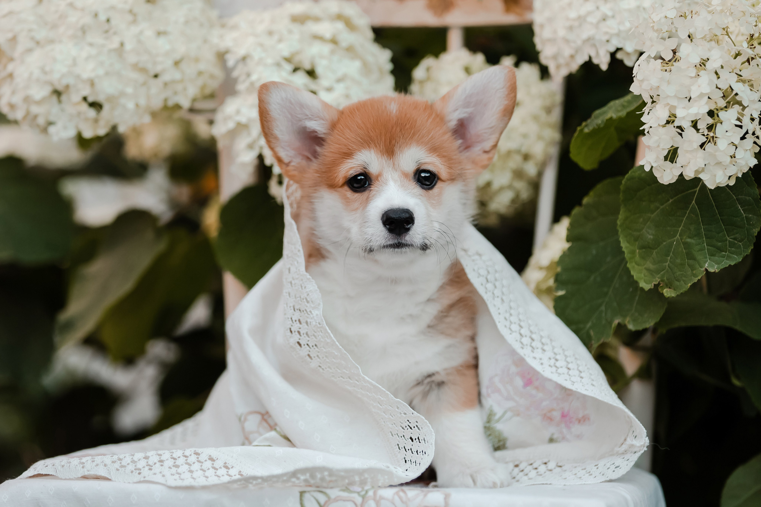 Щенки корги в корзинах и цветах. Фотограф-анималист в Краснодаре Маша Мельникова