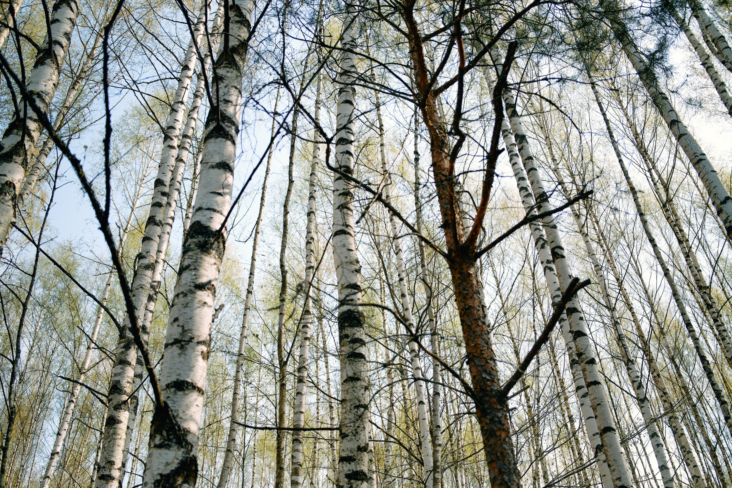 Бутик-отель Поле летом. Профессиональный Фотограф во Владимире, в Москве и в Суздале — Полина Романычева