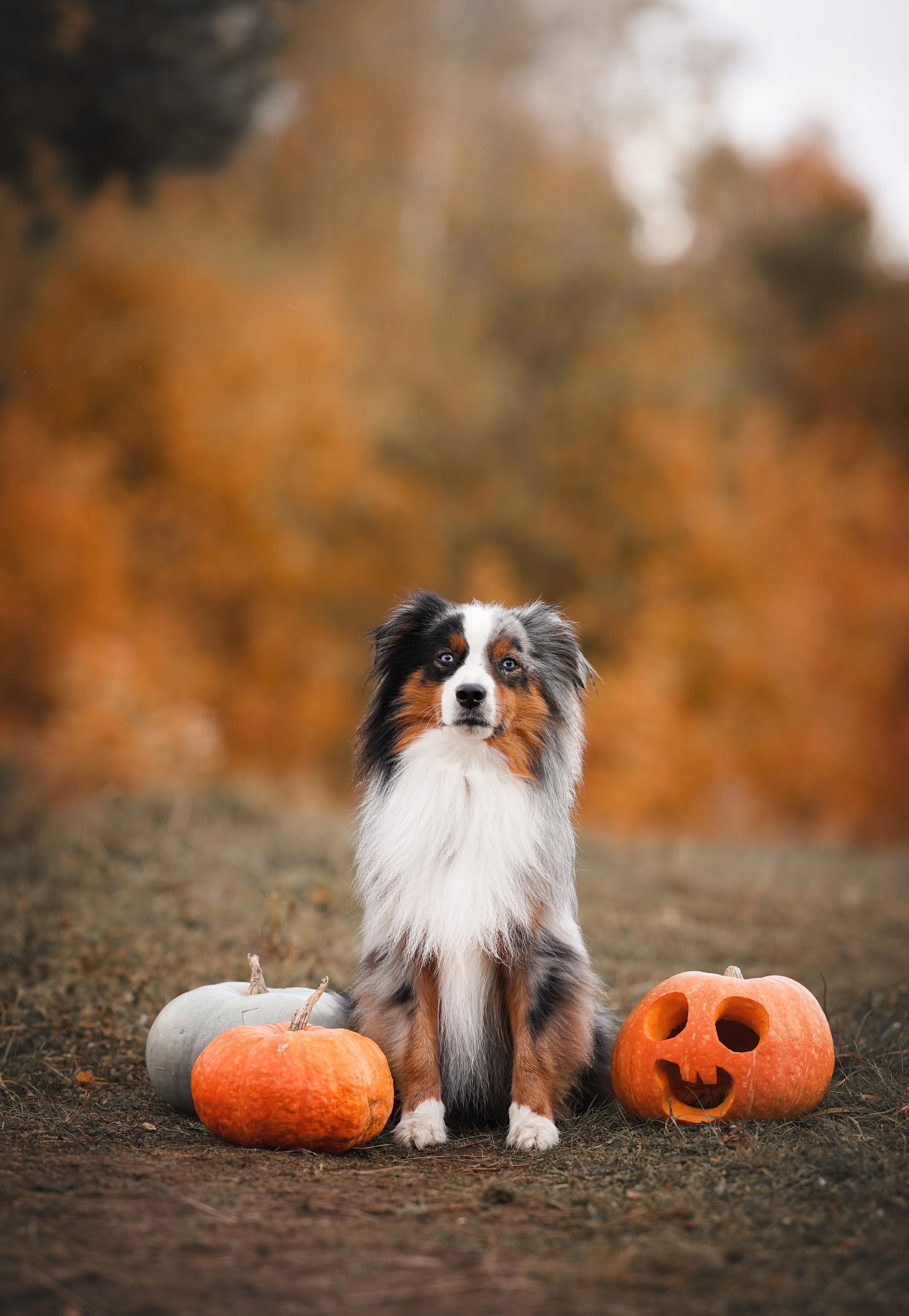 Фотодень Хэллоуин 2025. Фотограф-анималист в Санкт-Петербурге Яна Мартынова