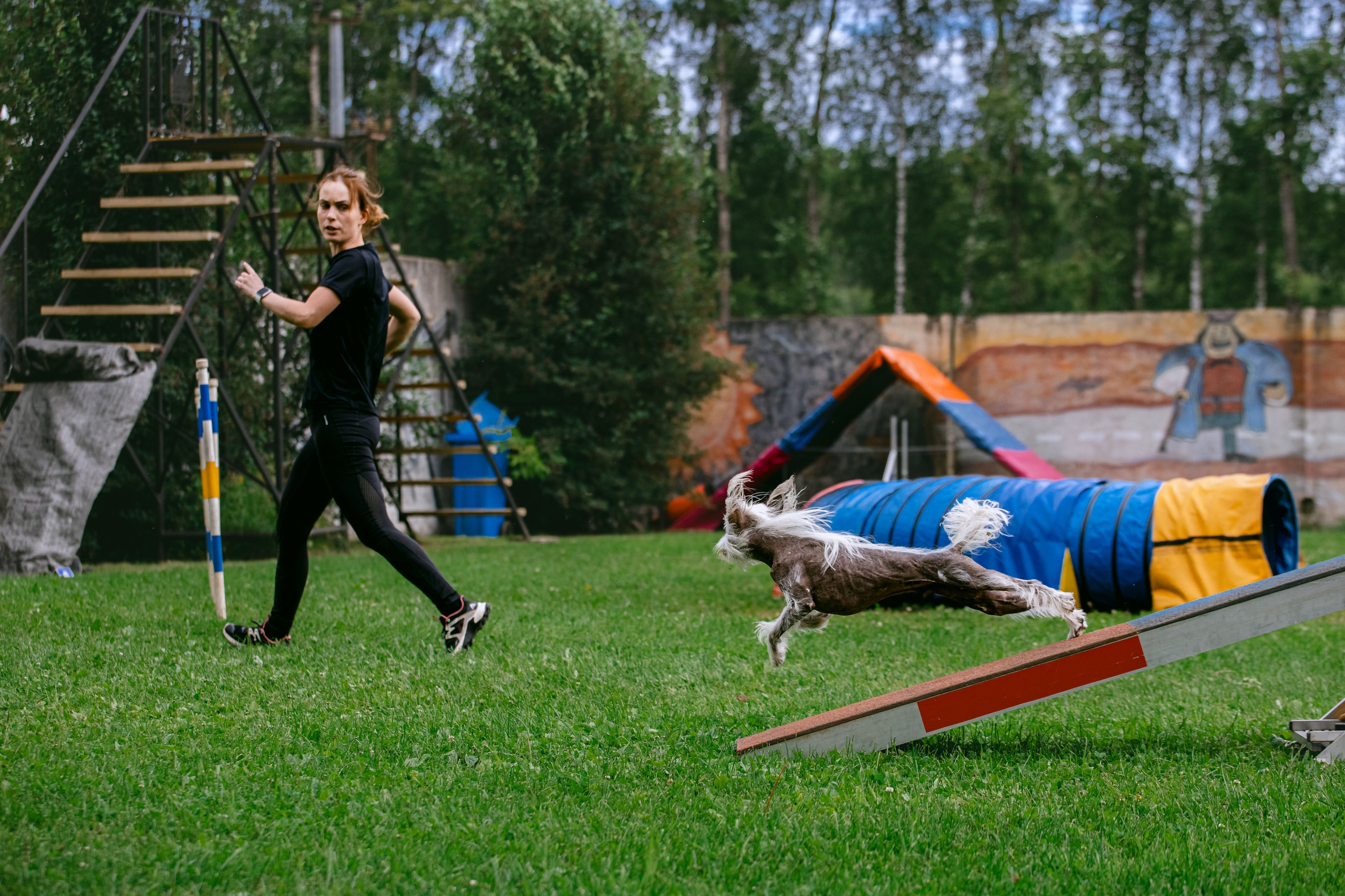 Соревнования по аджилити Долгопрудный 30.06.2025. Фотограф-анималист Татьяна Степанова