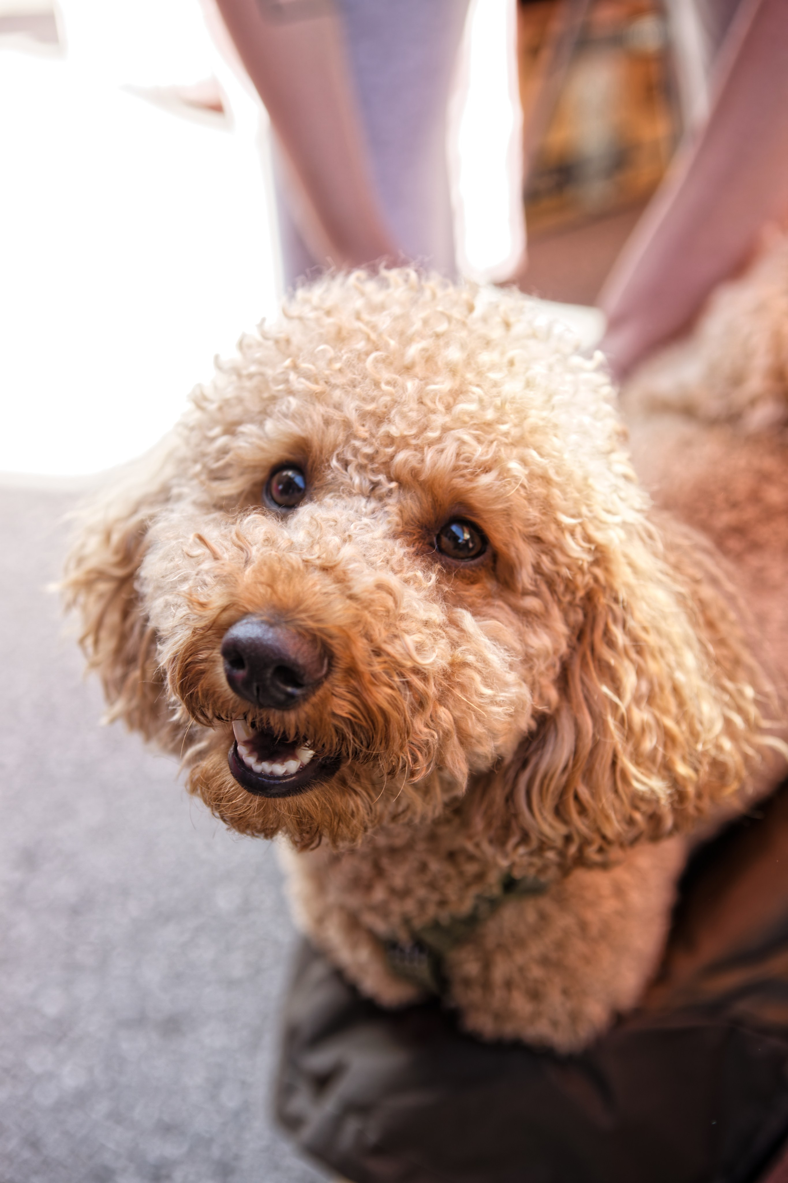Вечеринка для собак Oh my dog 20.07.2025. Репортажный и спортивный фотограф в г. Пермь Зильберг Павел