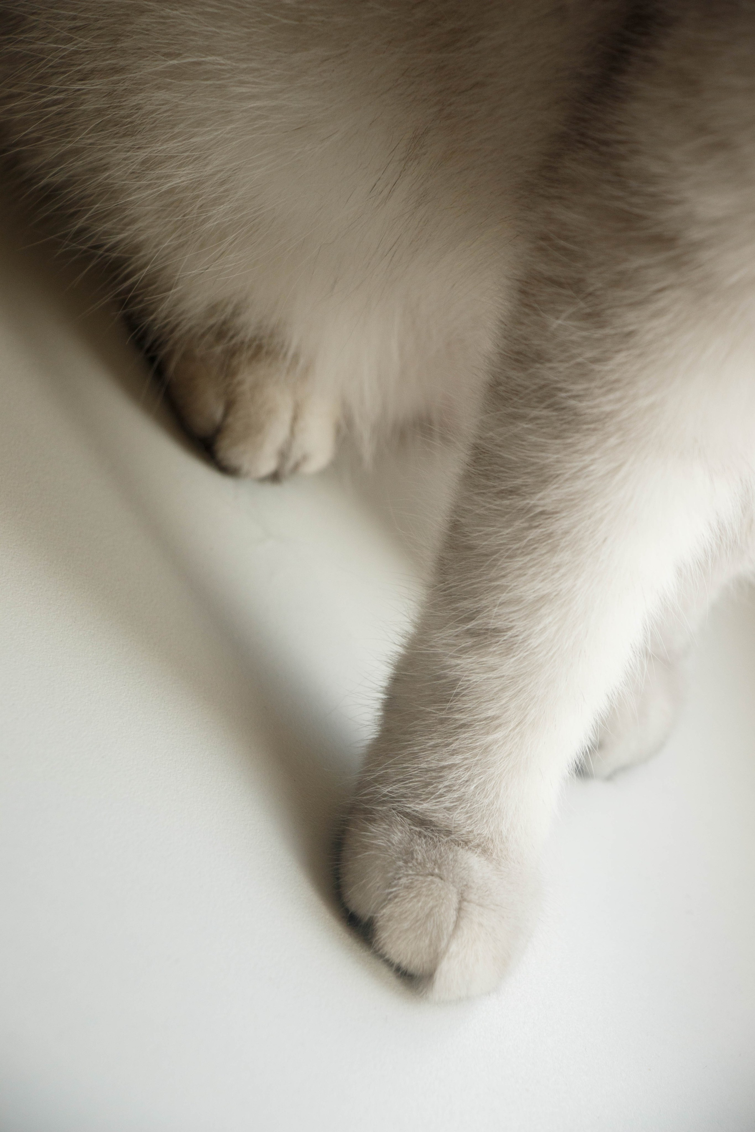 NASTYA & KITTI. Бережно сохраняю ваши чувства и истории на своих фотографиях