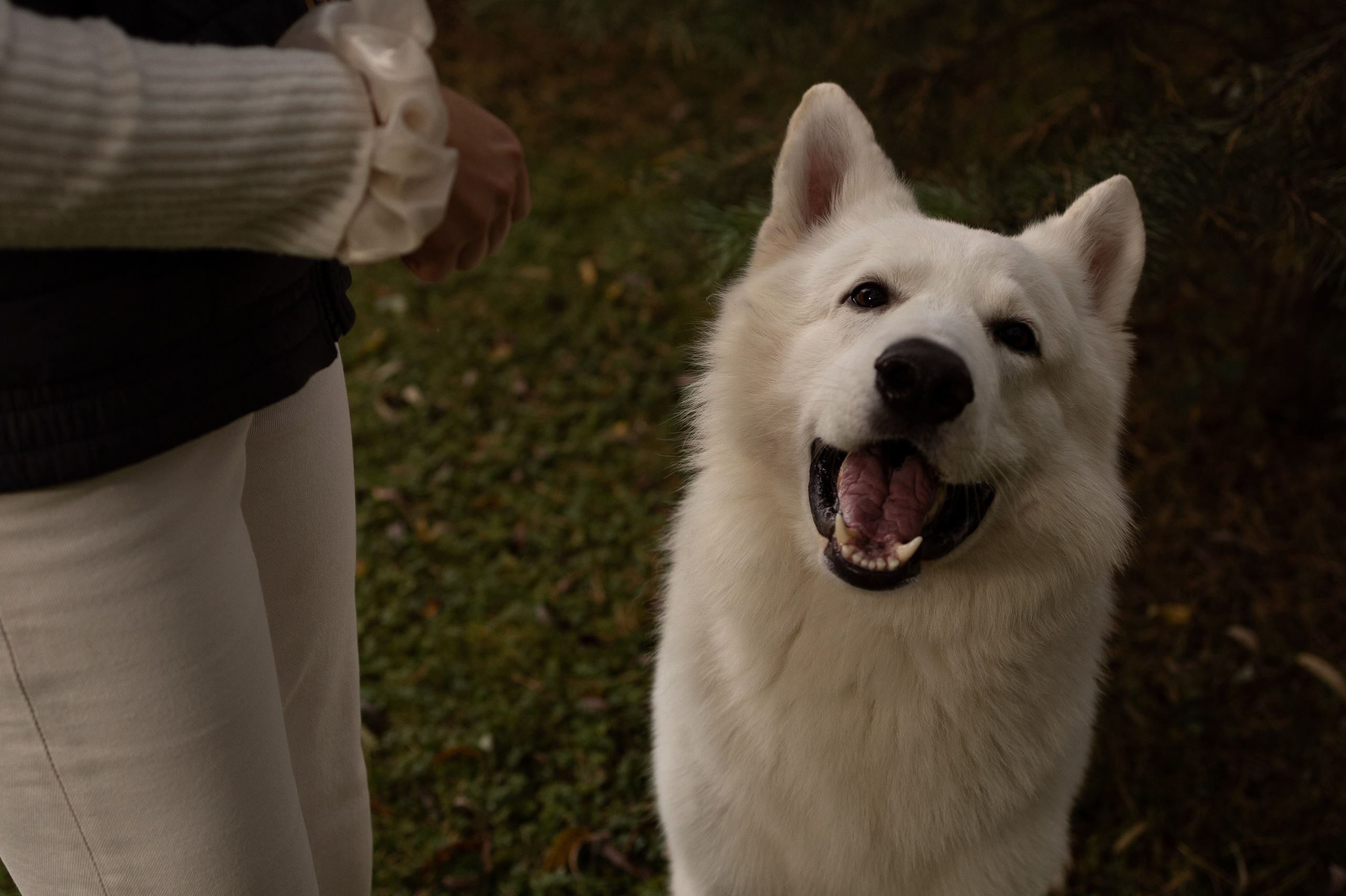 Алина и Райден. Фотограф — Анималист Наталья Тямушева