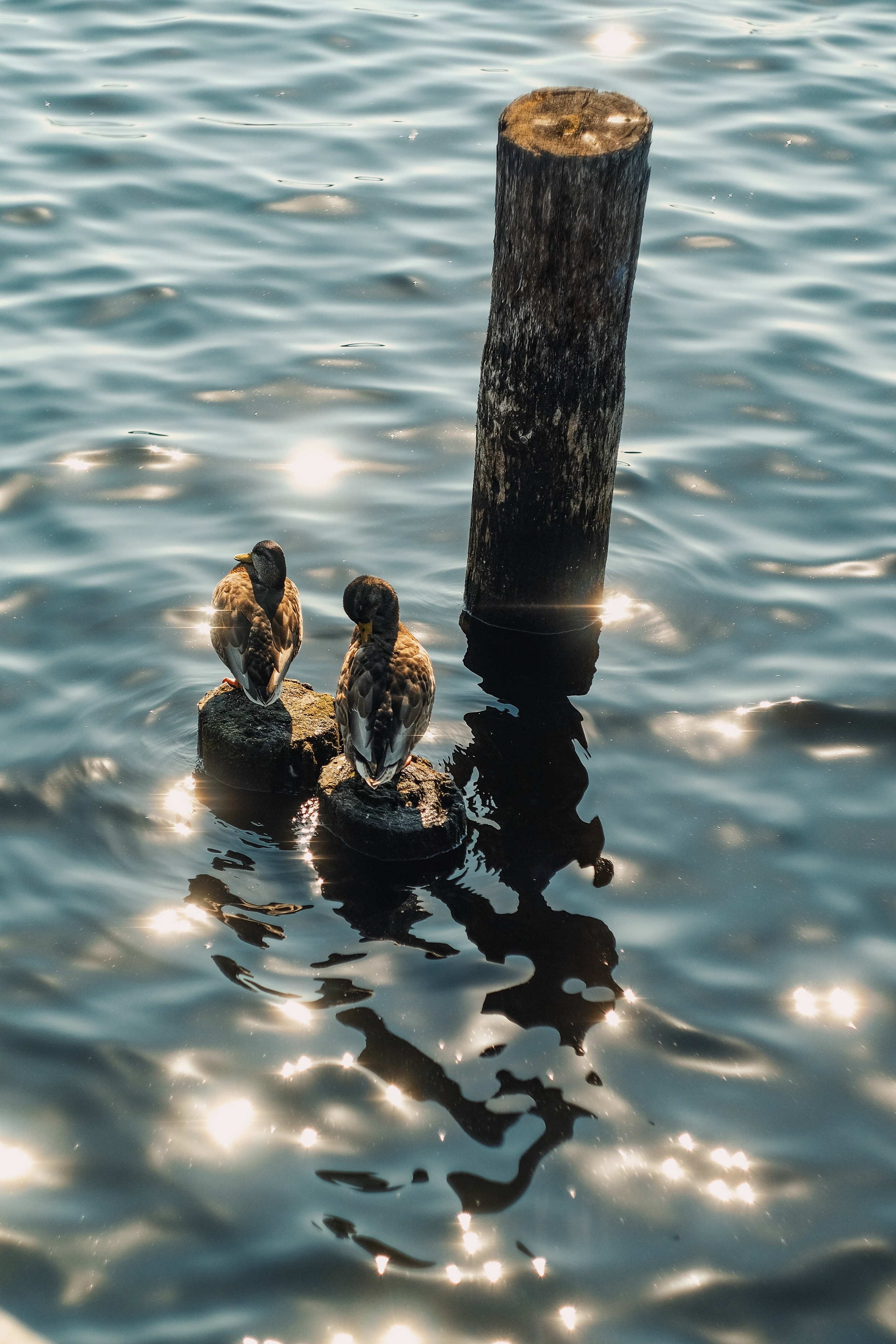 Природа. Трандин Иван Фотограф СПб