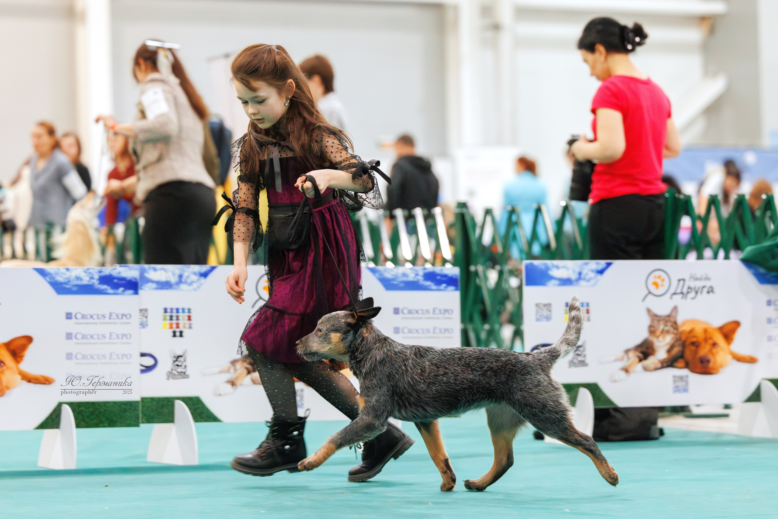 Гран-При 8.02.2025 и Крокус 09.02.2025. Фотограф-анималист Юлия Германика