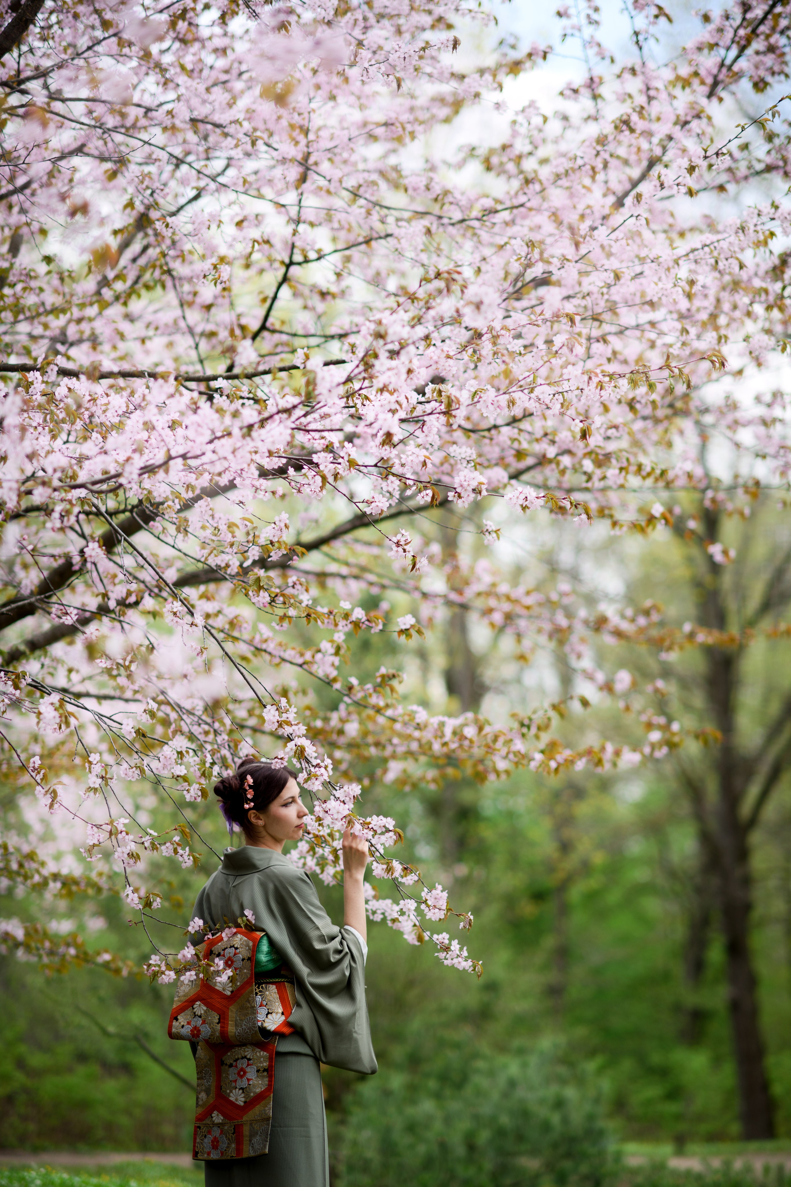 Любование цветением сакуры в Японском саду. Главная