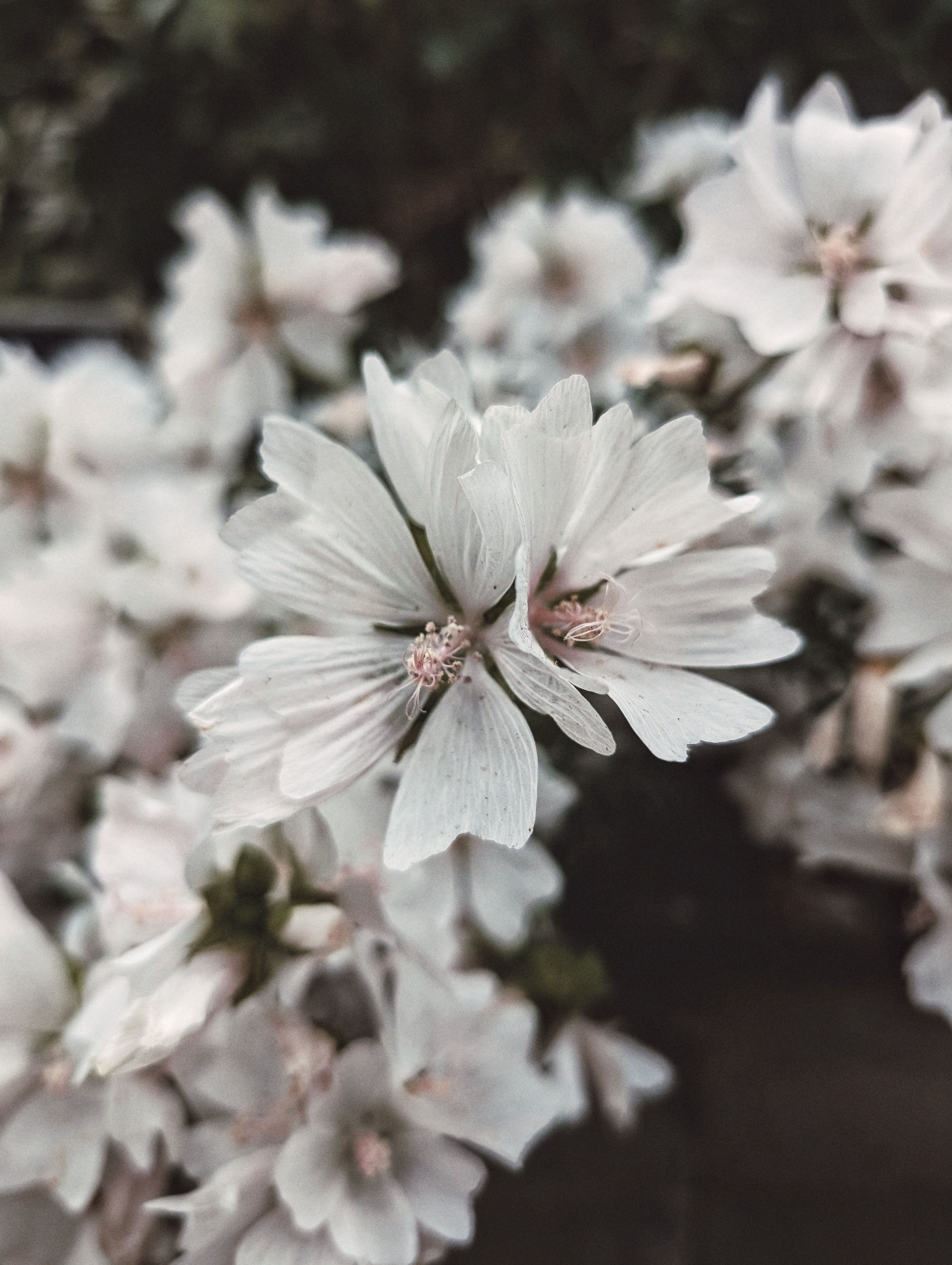 Вдохновение. Ph___tina