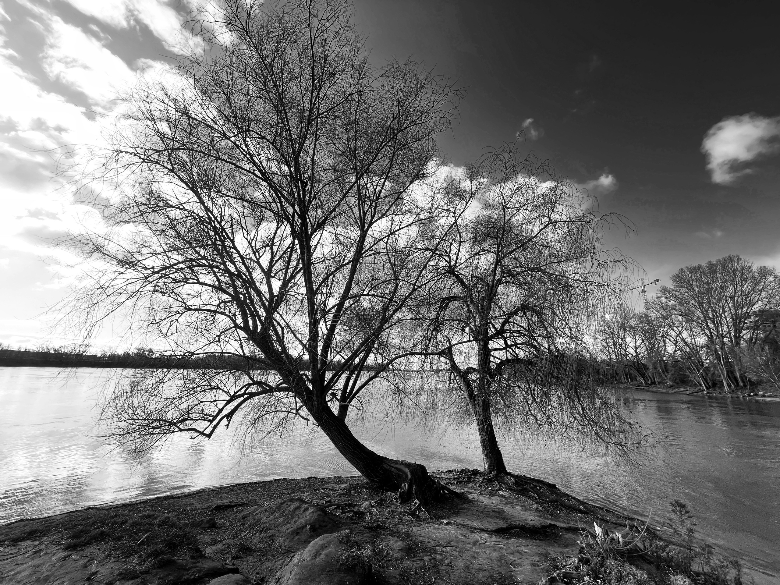 a tree on the bank of the Danube