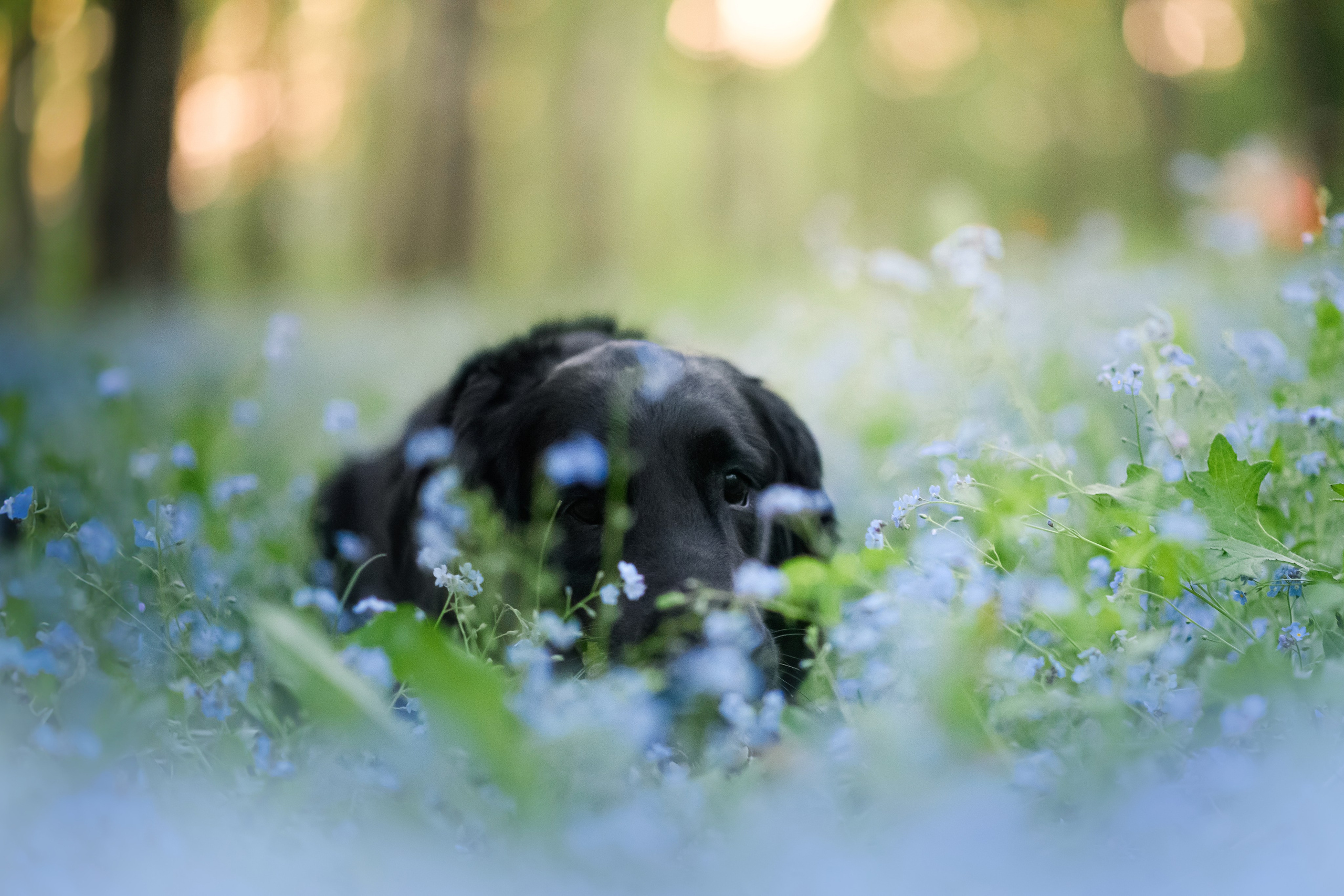 Степа, Йоки и Мята — 29.05.2024. Фотограф — Анималист | Анна Абрамова