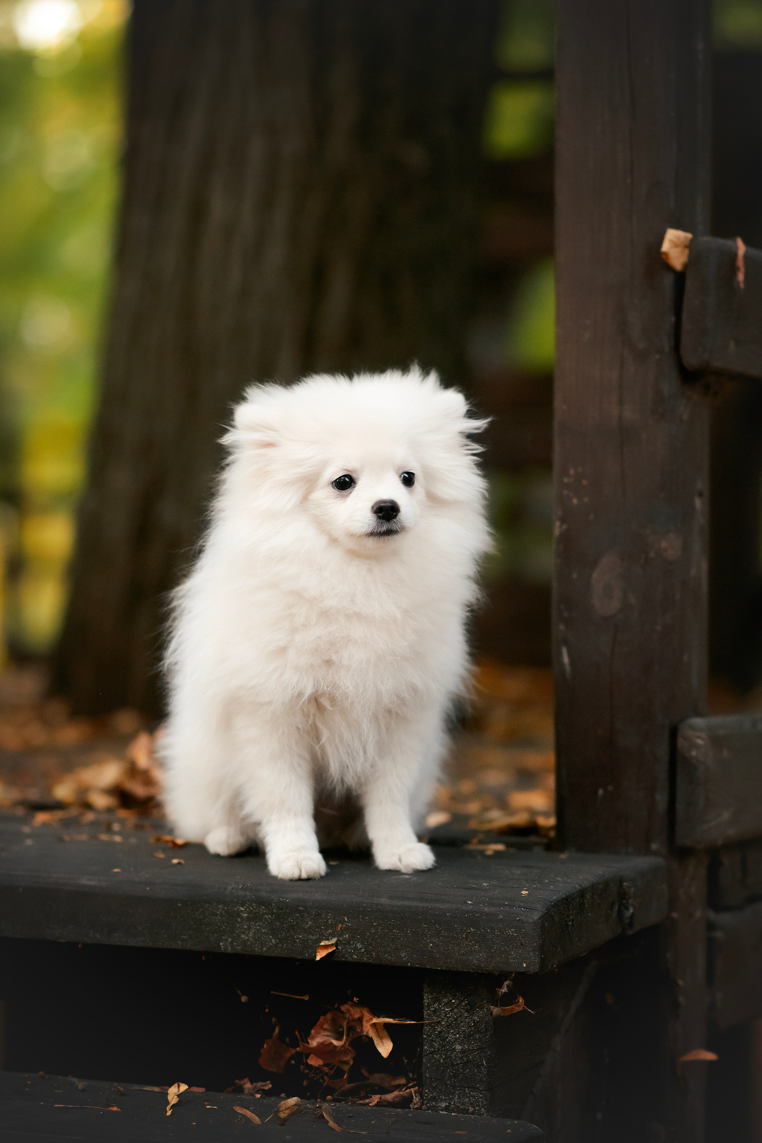 Малый немецкий шпиц — 18.09.2025. Фотограф — Анималист | Анна Абрамова