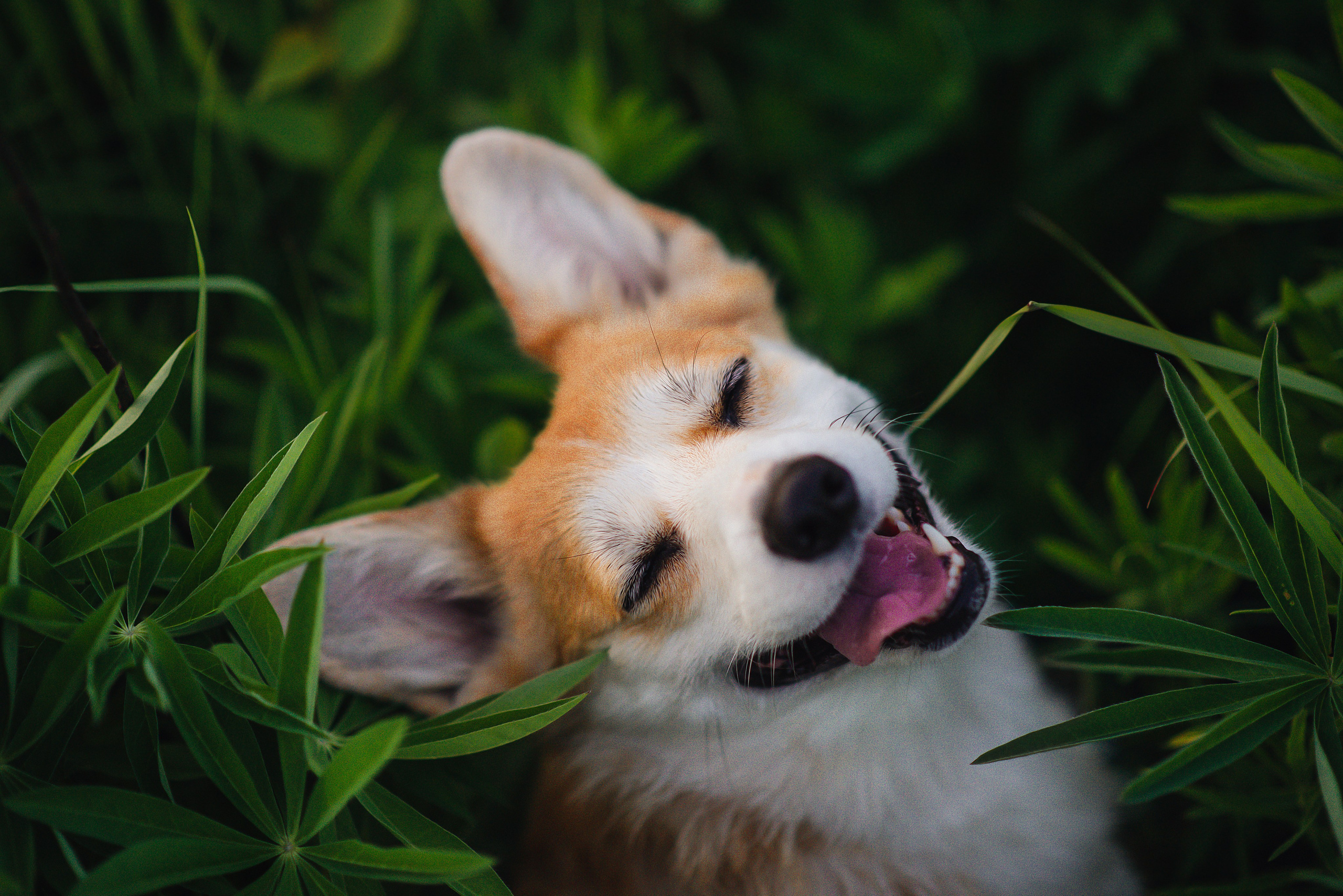 Фотограф — Анималист | Анна Абрамова