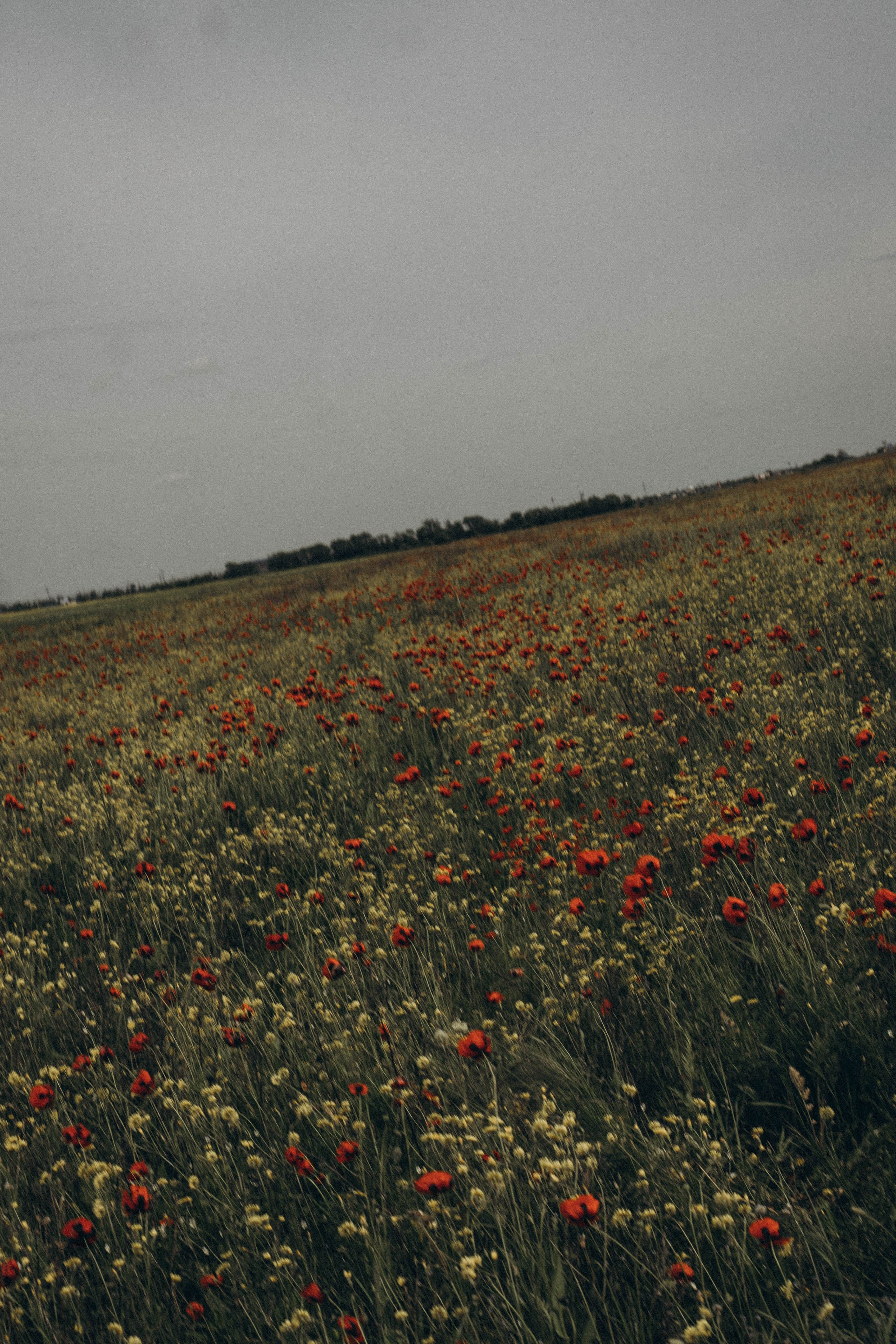 Кавказ. Профессиональный фотограф, Санкт-Петербург — Виктория Богомолова