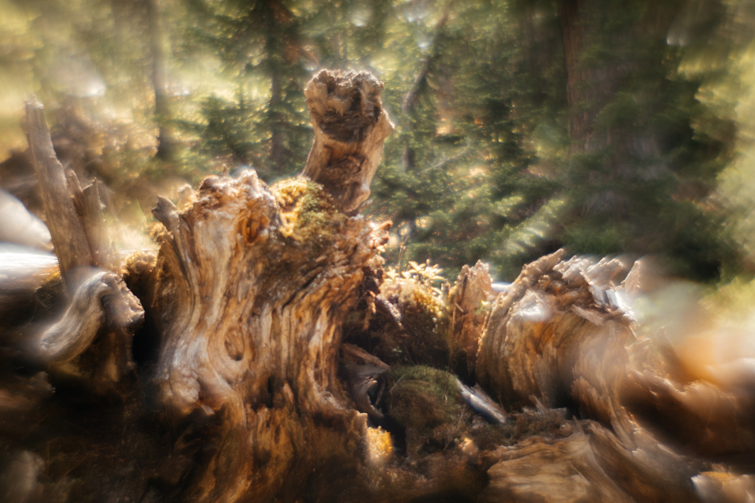 Ловец снов. Фотограф в Красноярске Оксана Корчагина