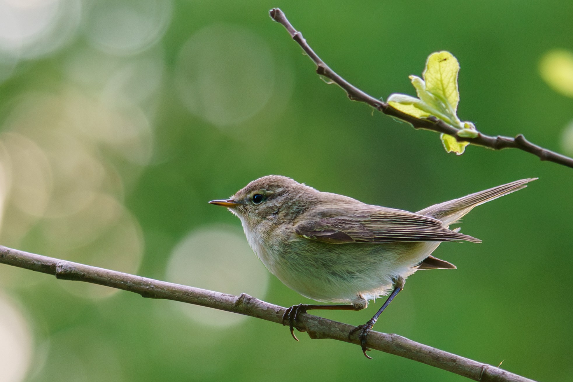 Удивительные мир птиц. Вокруг нас столько прекрасного — присмотритесь!. Ваш личный фотограф Марина Волкова