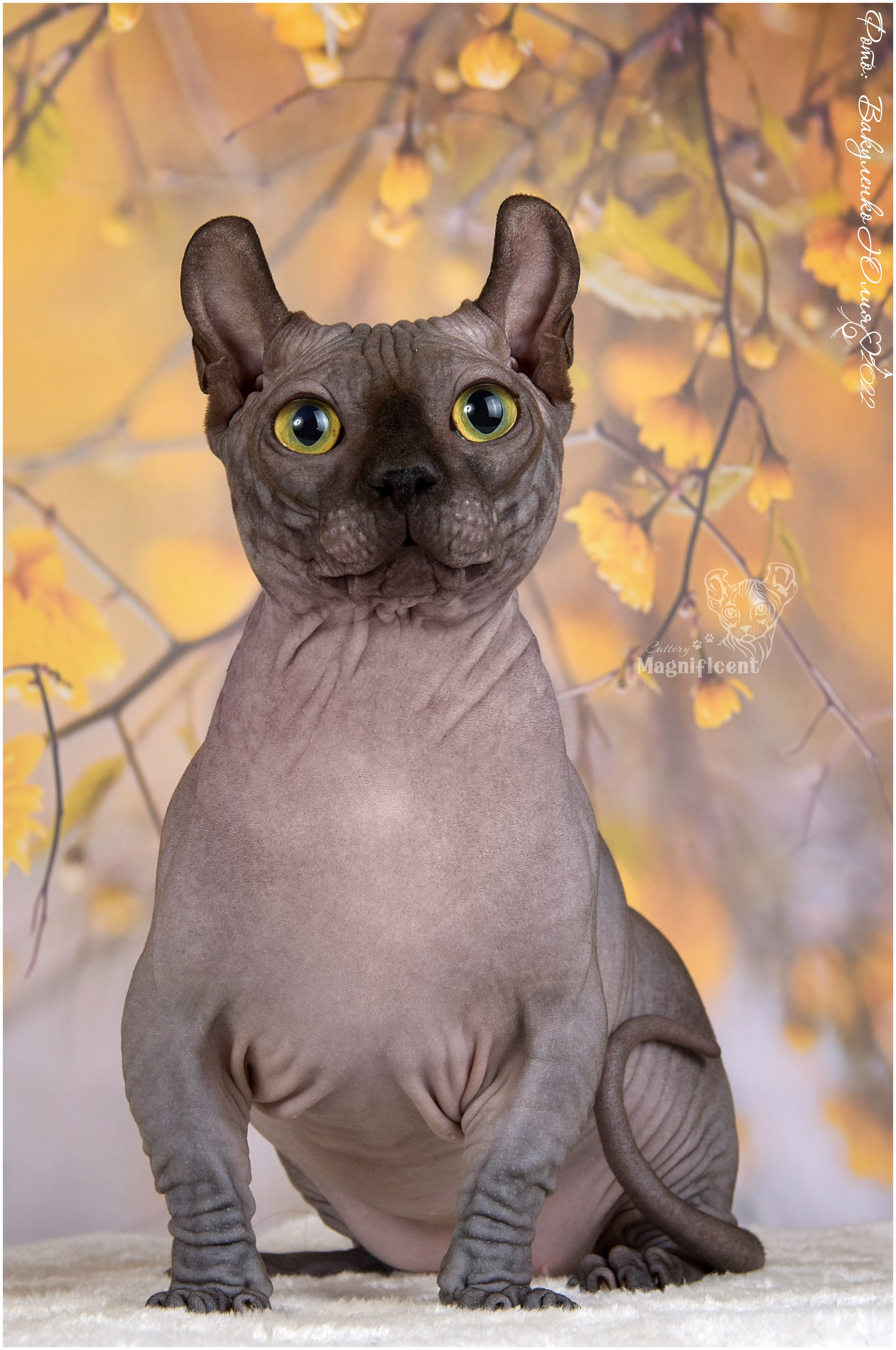 Взрослые. Фотограф анималист | семейный Юлия Вакуленко, г. Краснодар